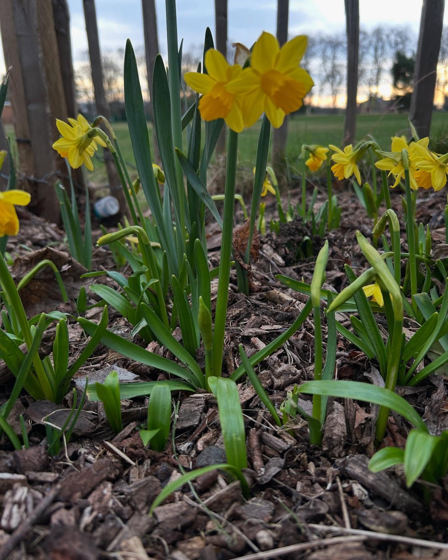 🌼 spring is springing!🌼
🐻fellow hibernating bears awaken!🥳

I really do feel a drop in my energy levels over the winter. Where I feel fine but just not quite as on it as I am when there&rsquo;s a bit more daylight kicking about. Sun was up before