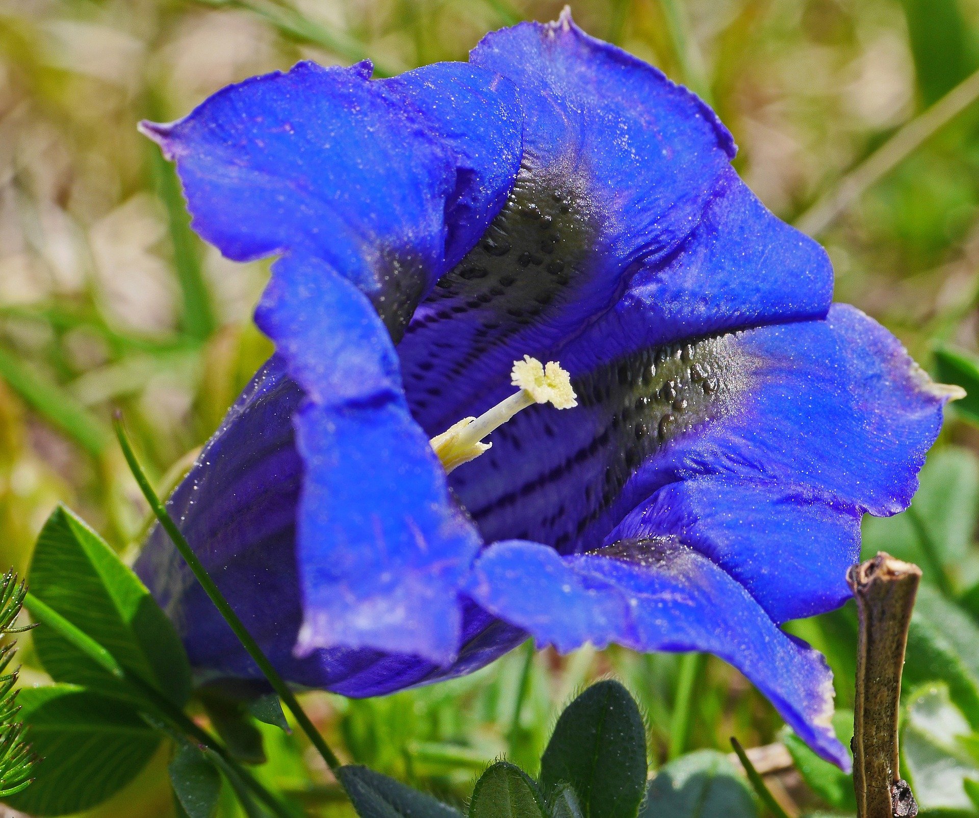 Gentian.jpg