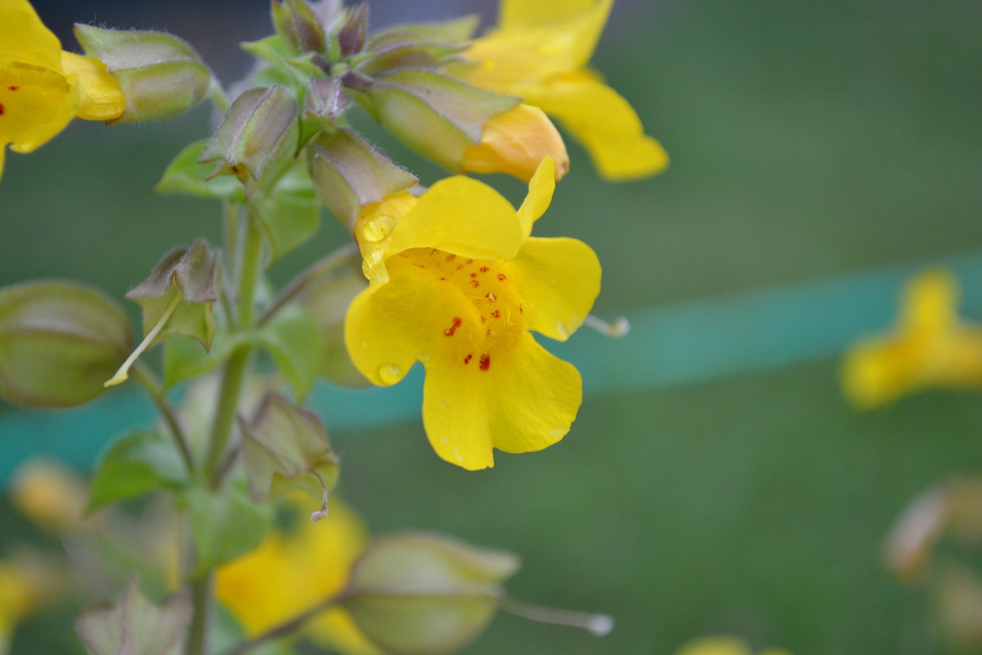 Mimulus.jpg