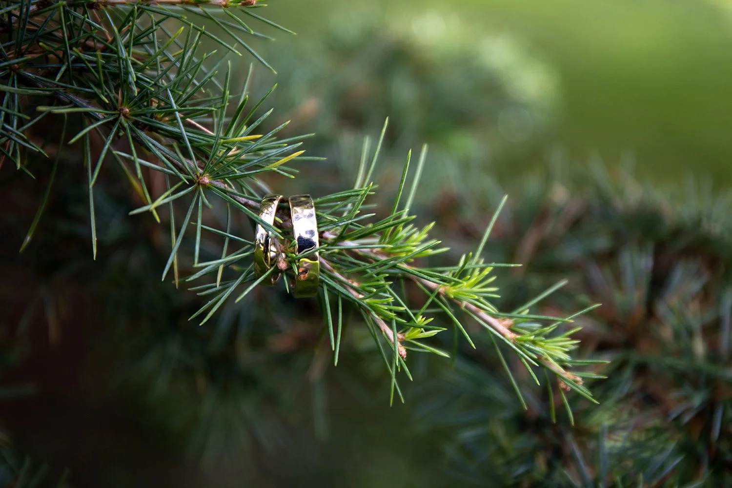 wedding rings on a branch in a tree