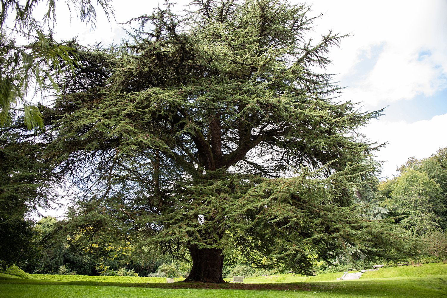 tree in garden of totnes town hall