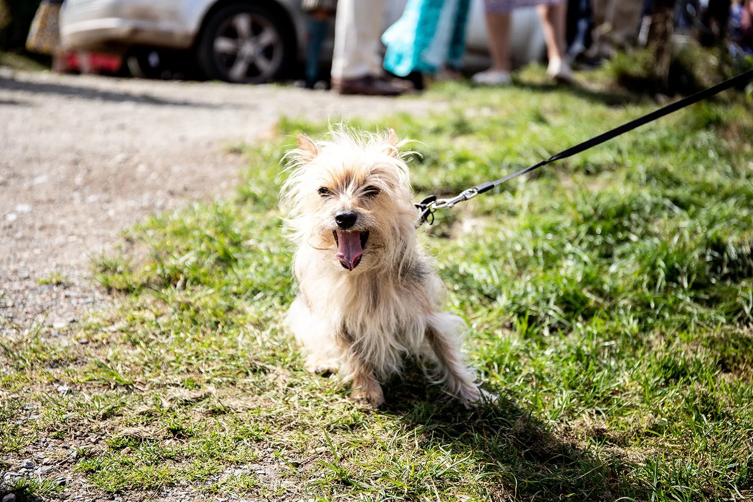 dog on leash at wedding in devon