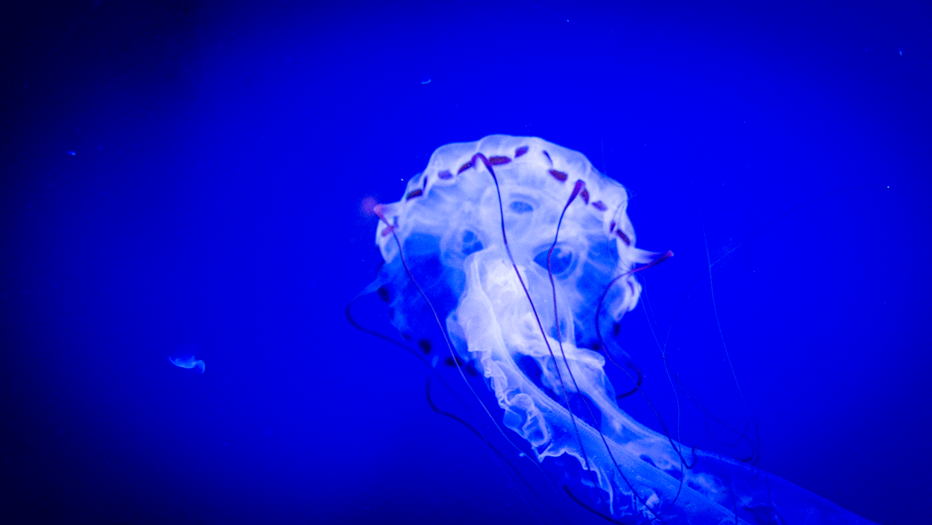 DSCF6707-web.gif