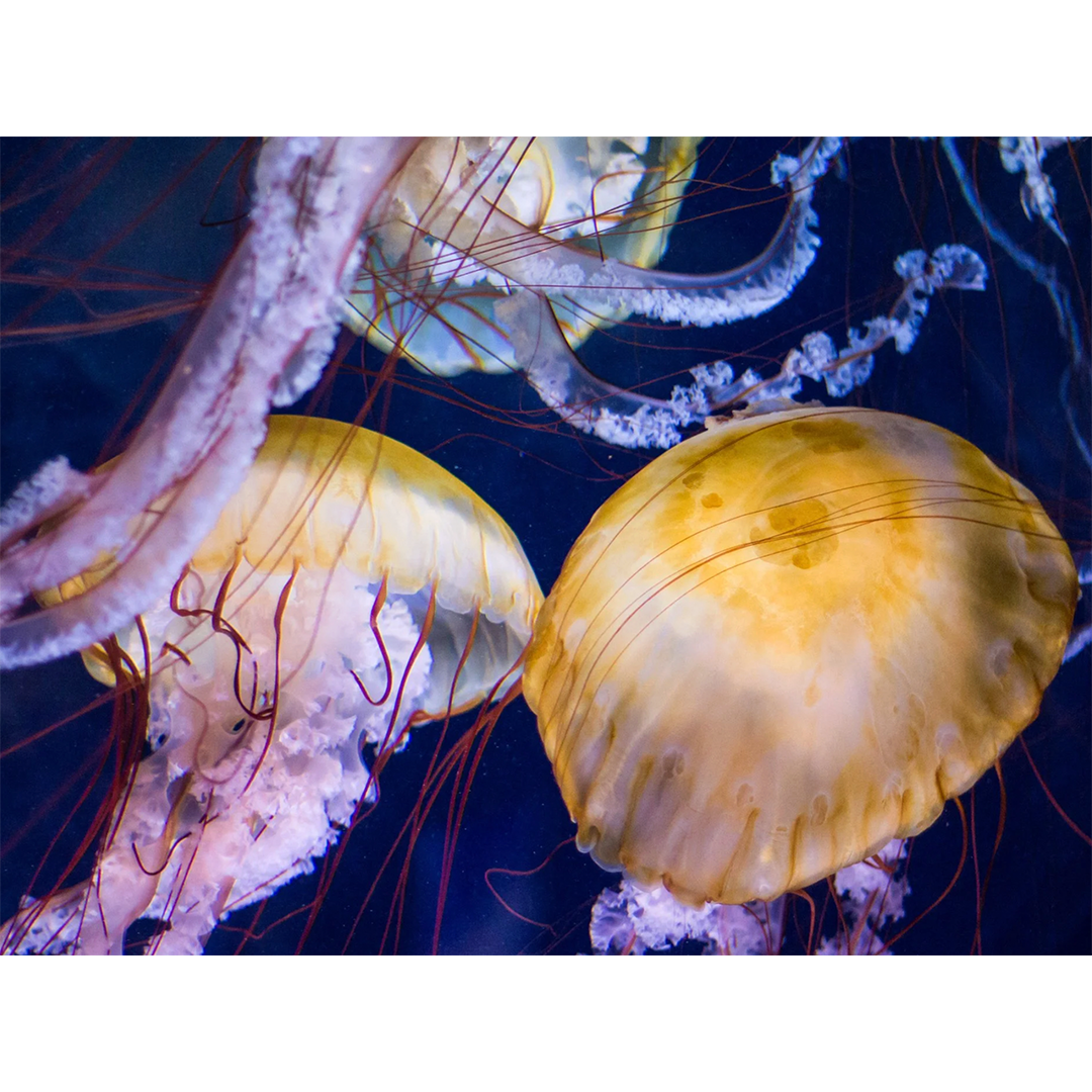 Beneath the Dark Water