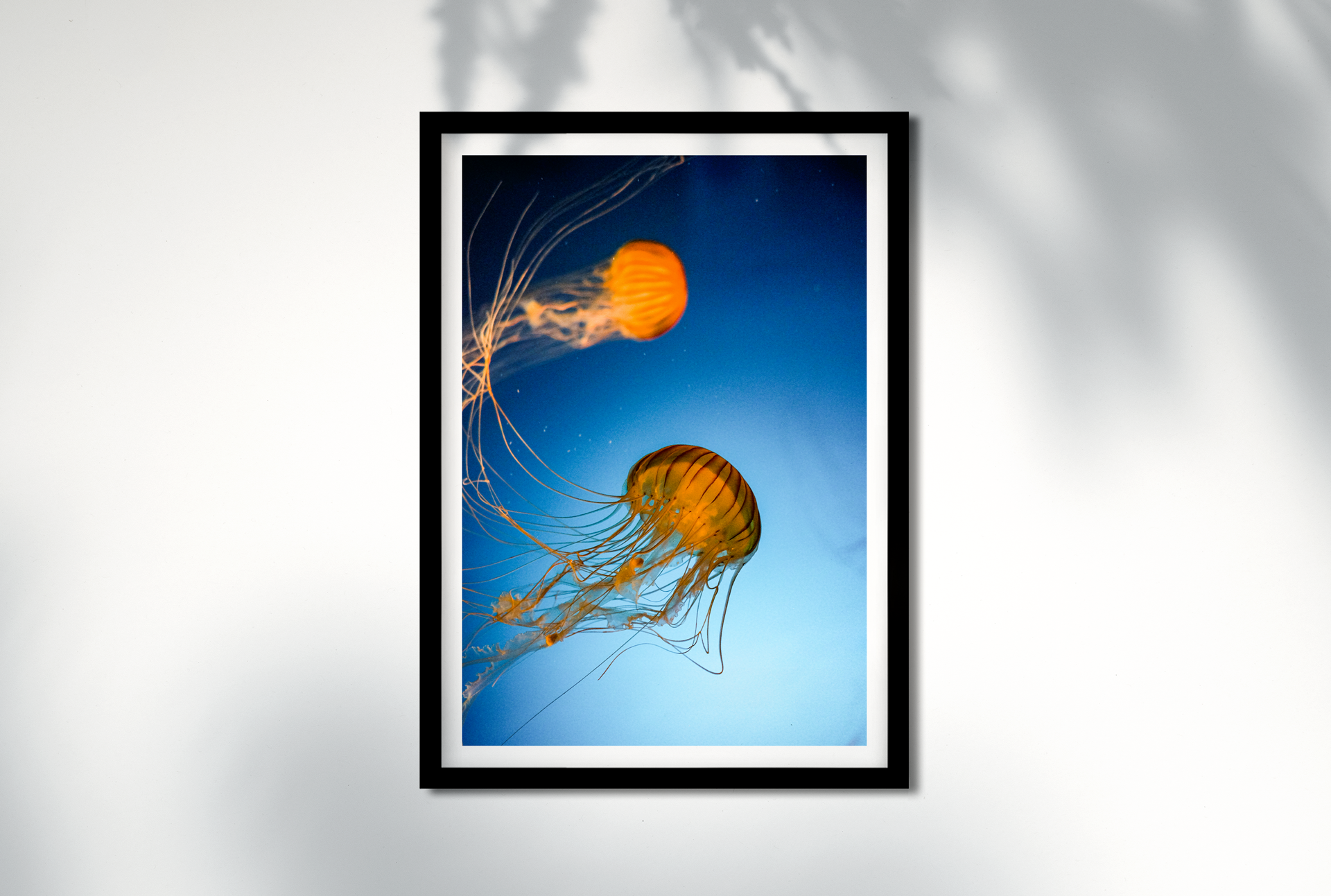 Jellyfish-2-mock1.png