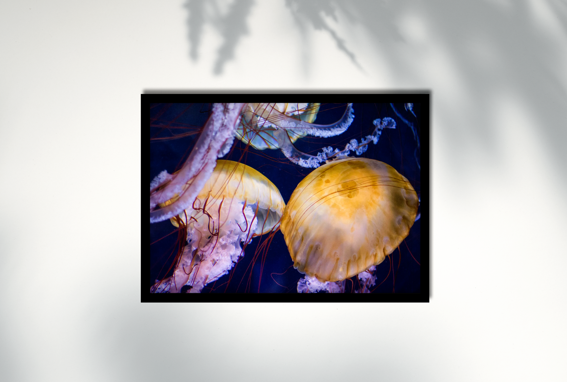 Jellyfish-1-webcover.png