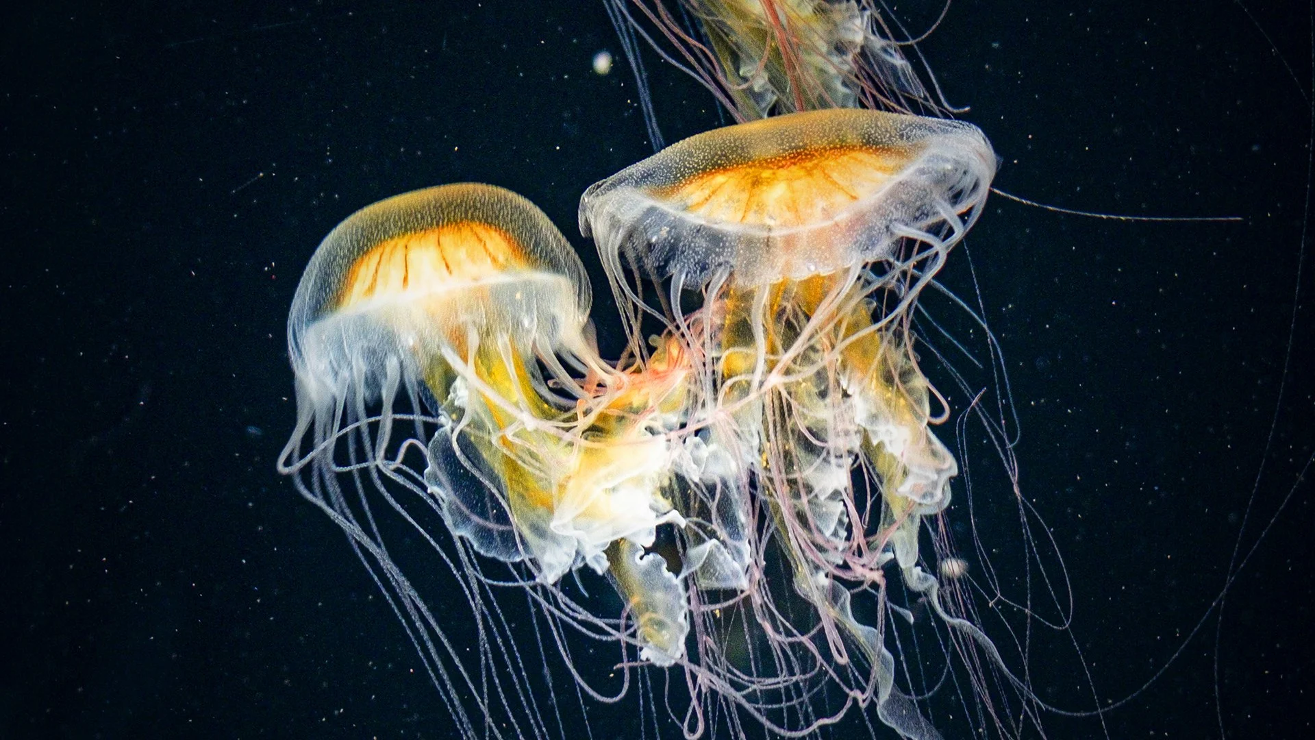 Under the Sea ll