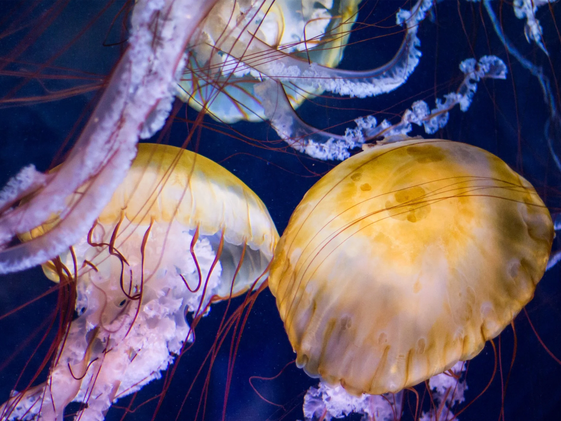 Jellyfish-1.png