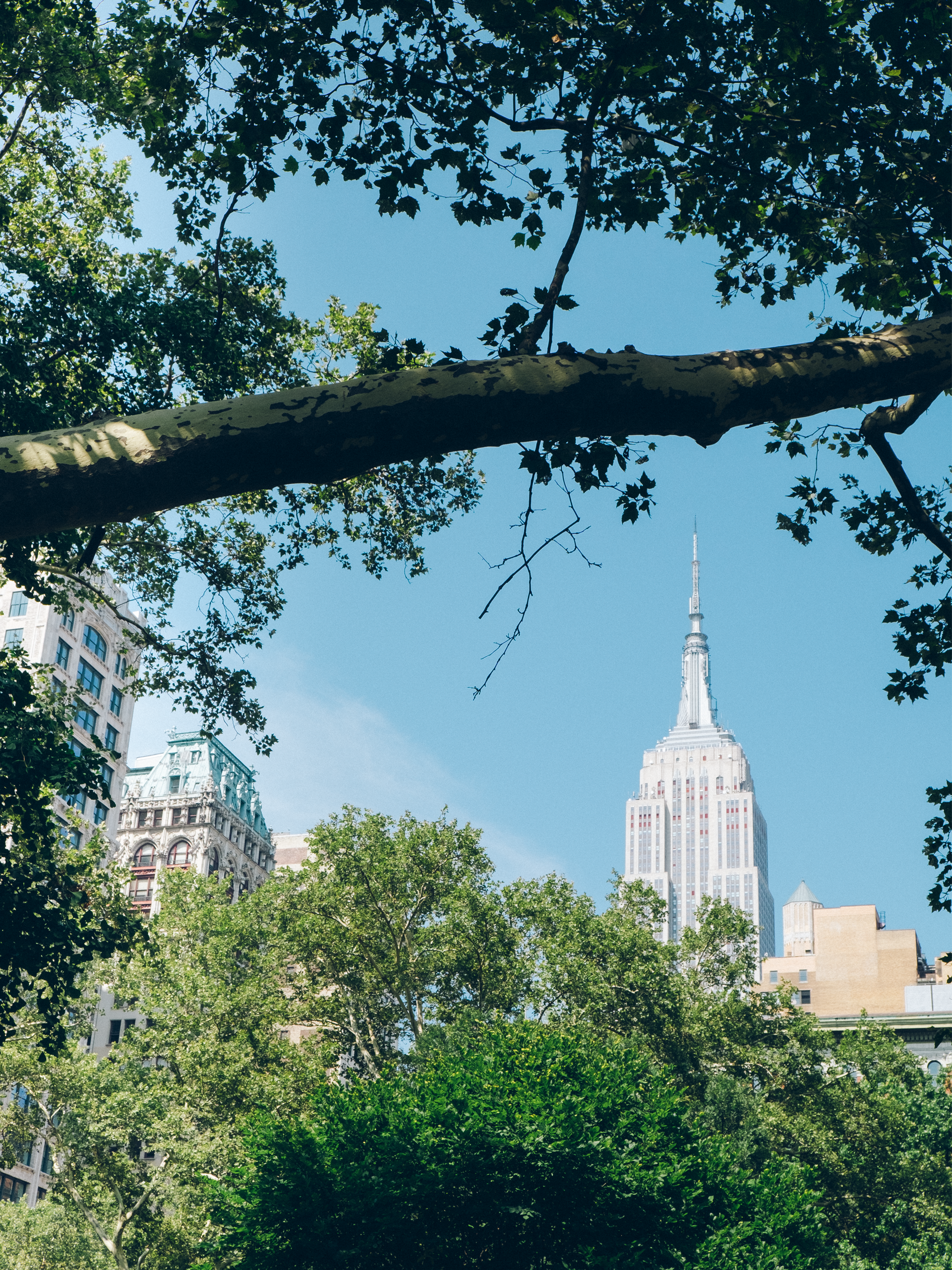 NYCitythroughthetrees-web.png