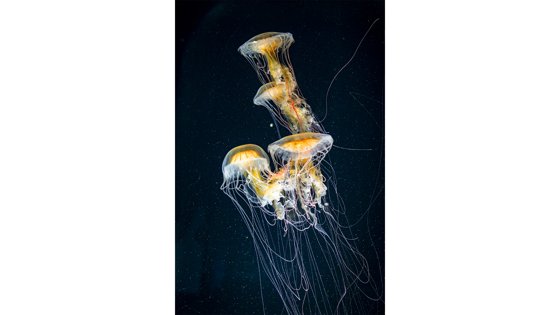 Jellyfish2026-webcover-forvertical-3.png