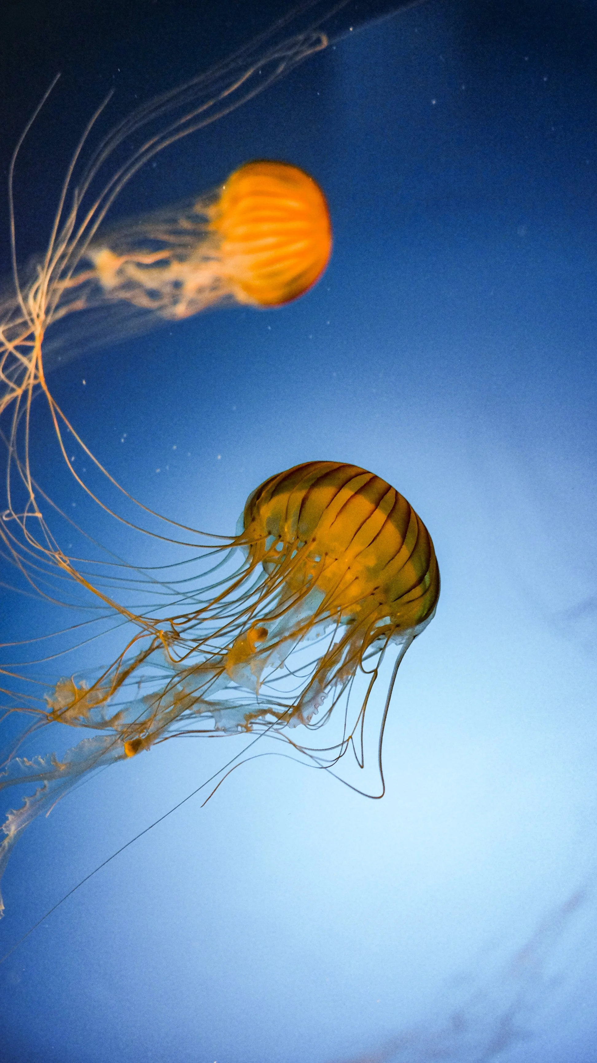 DSCF6801-web2.jpg