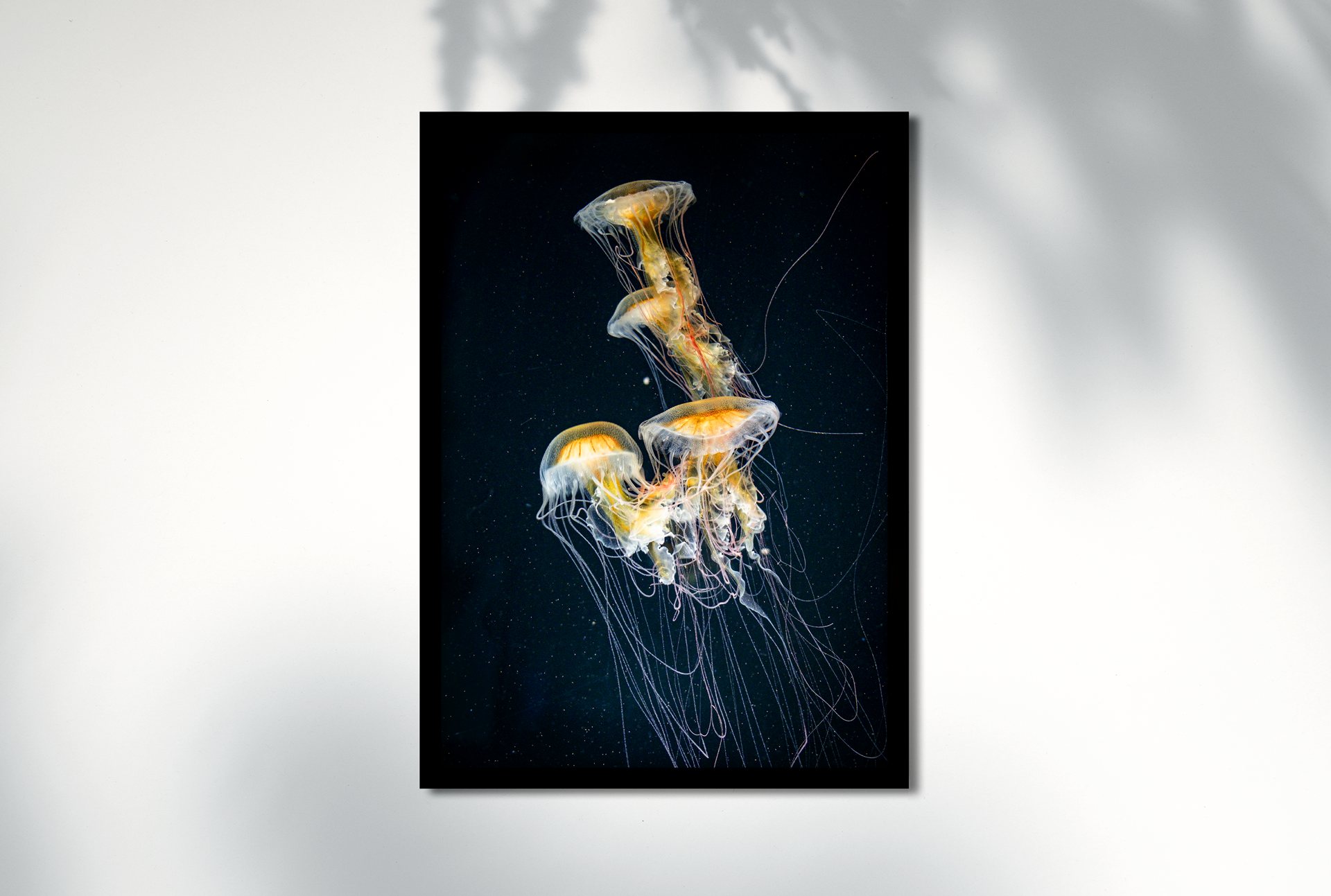 Jellyfish-mock1.png