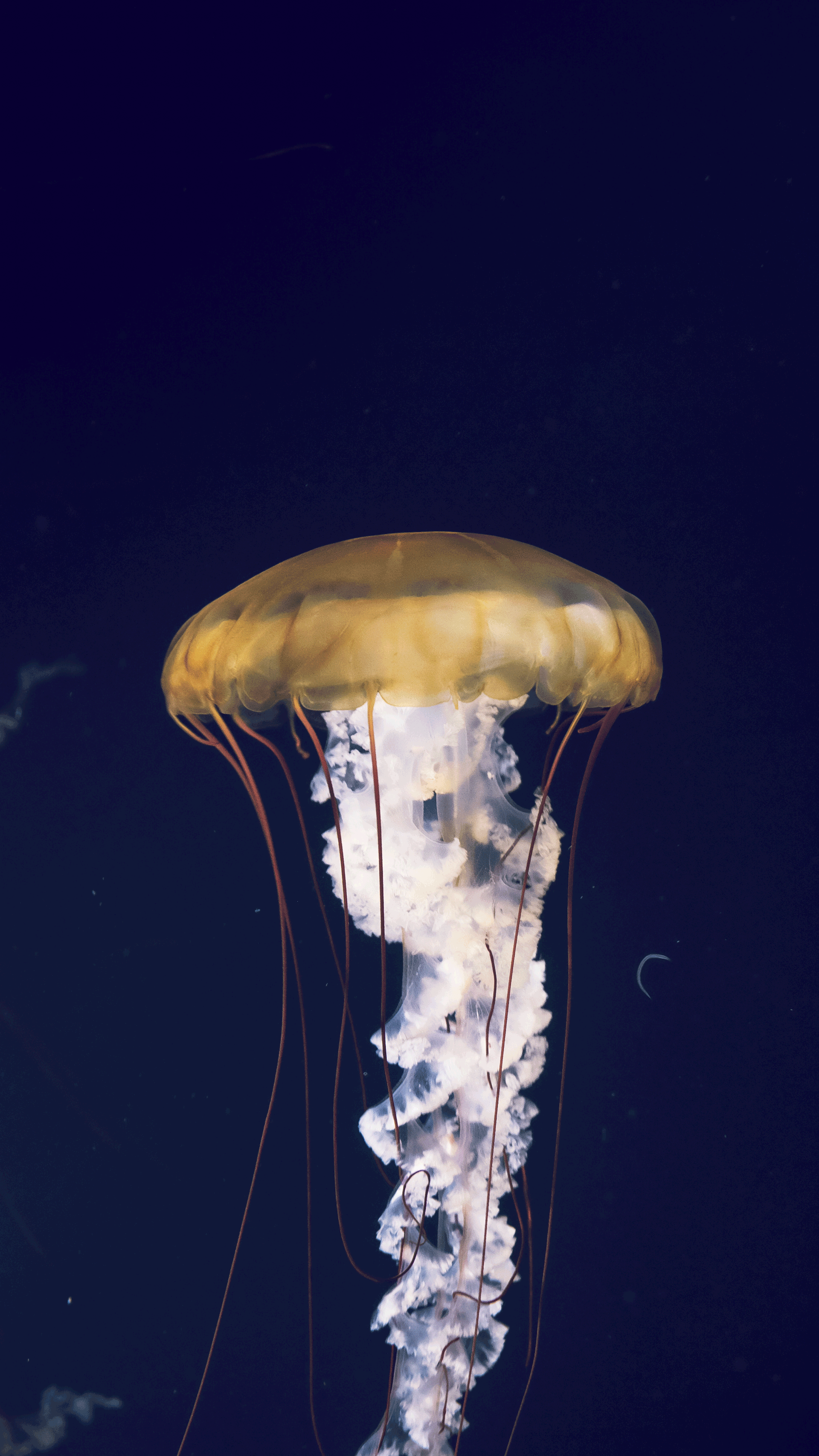 DSCF6795.gif