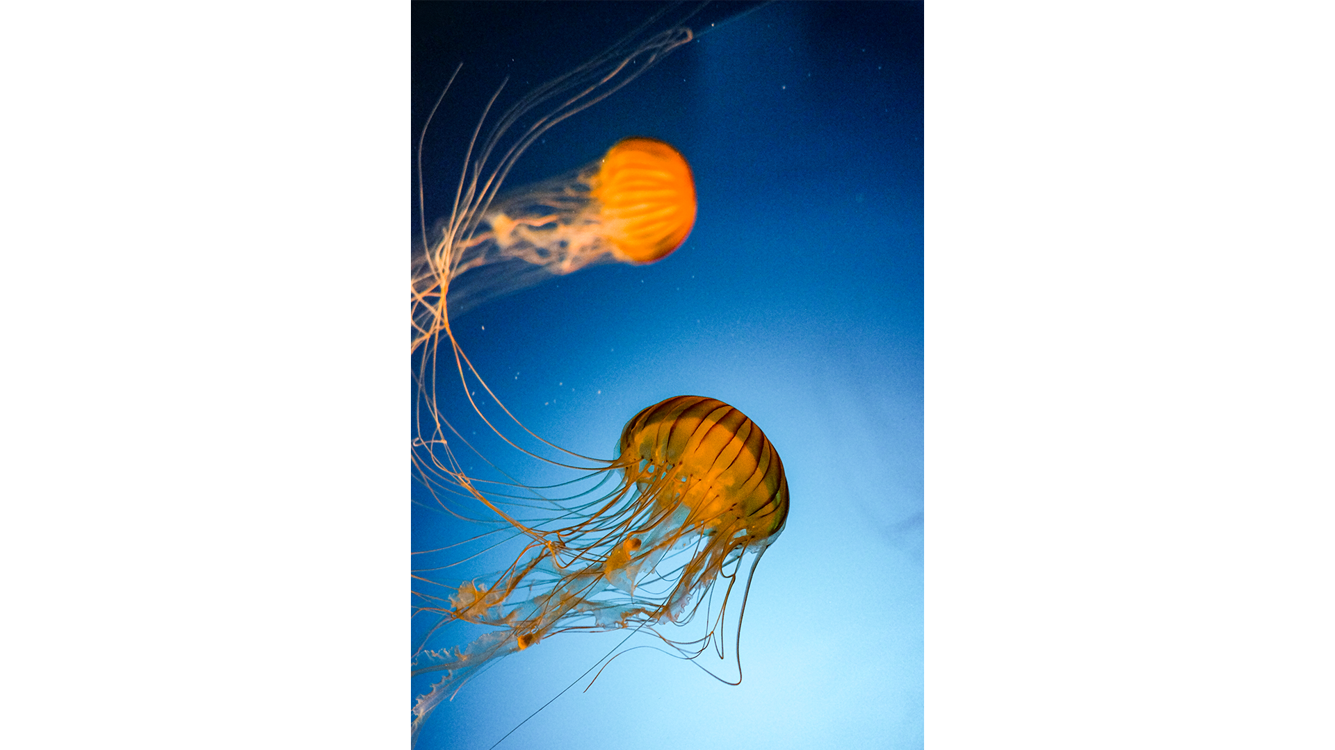 Jellyfish-2-1-cover.png