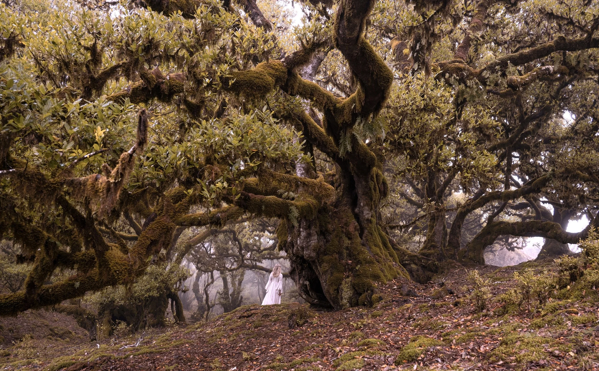 Fanalskogen, Madeira