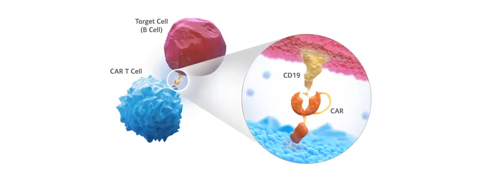 Car T Cell Therapy
