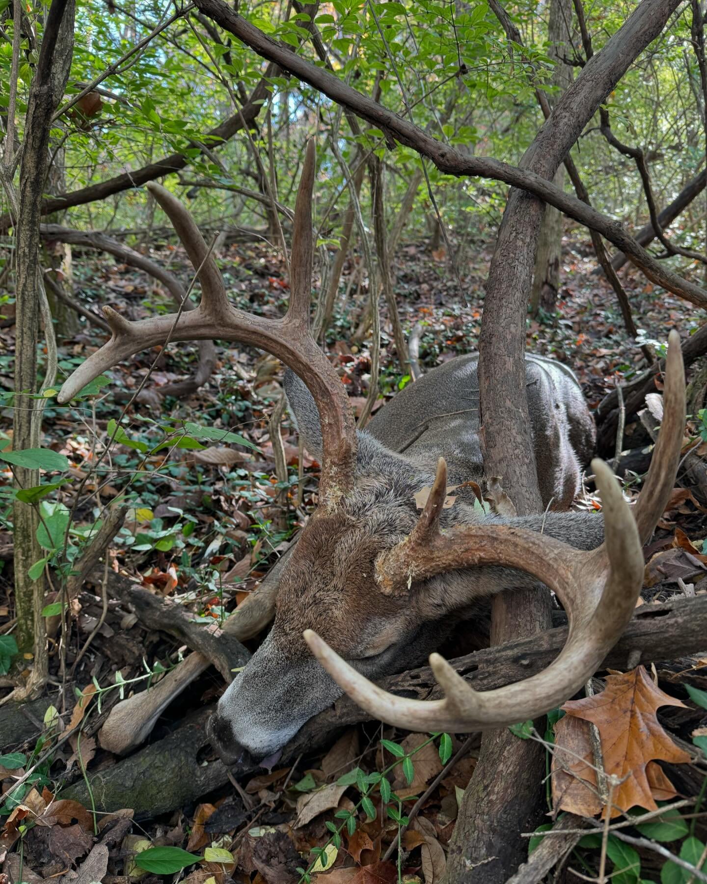 This one you will just have to watch, emotions were all over the place. This buck I was able to scout and get a shot on within two days.  He was rutted up and ready to fight.  @illusion_systems Black Rack and extinguisher grunt call brought him right