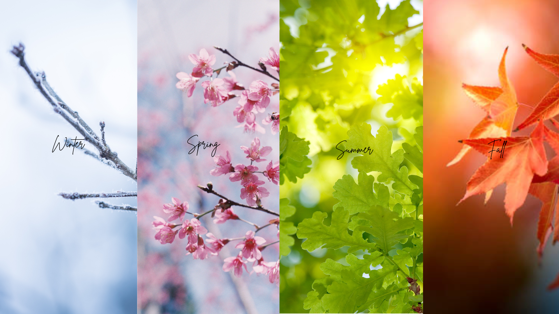 Seasons: Why God Never Meant for You to Bloom All Year Long