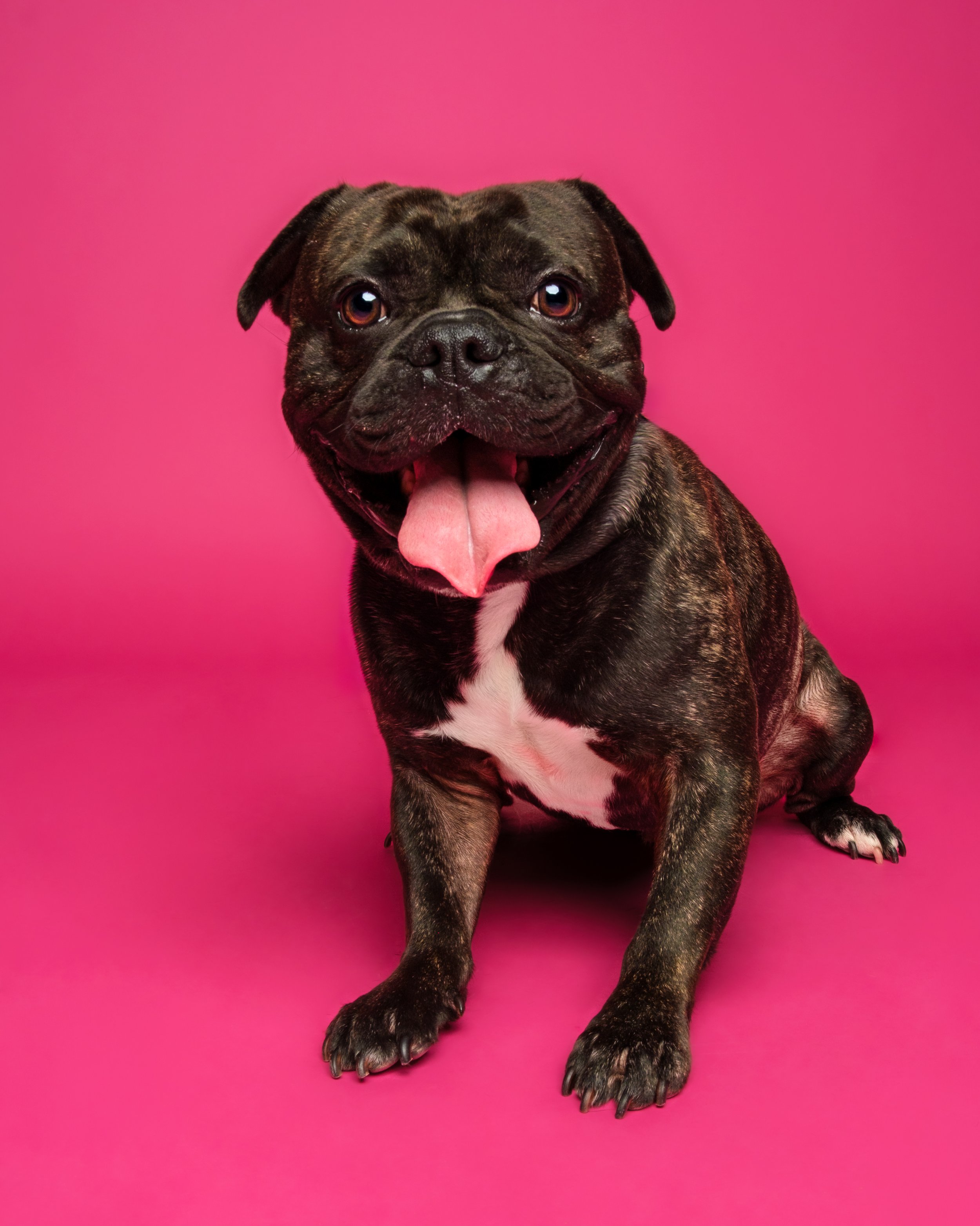 Pawcasso Event-7265.jpg