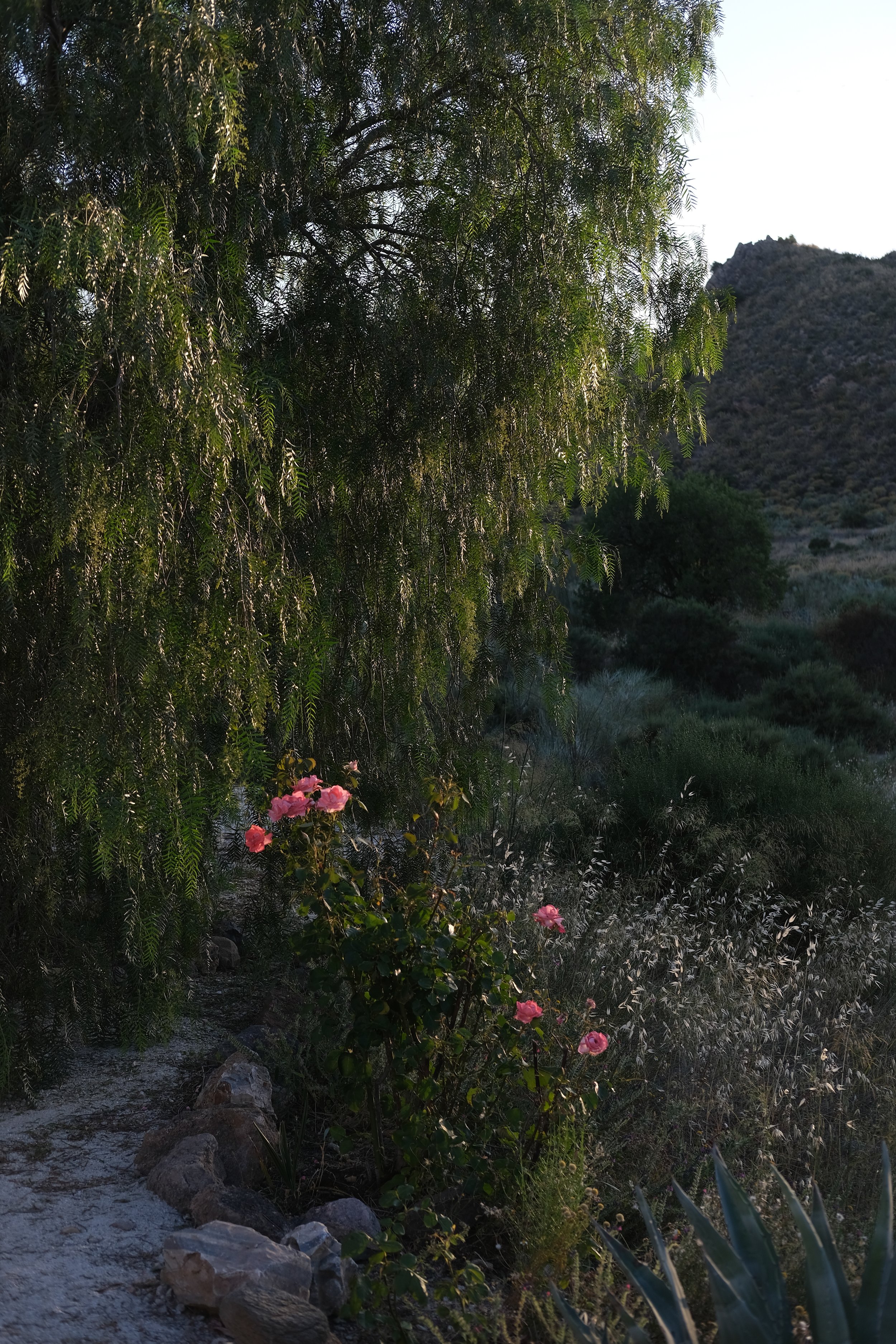 _DSF6886.jpg