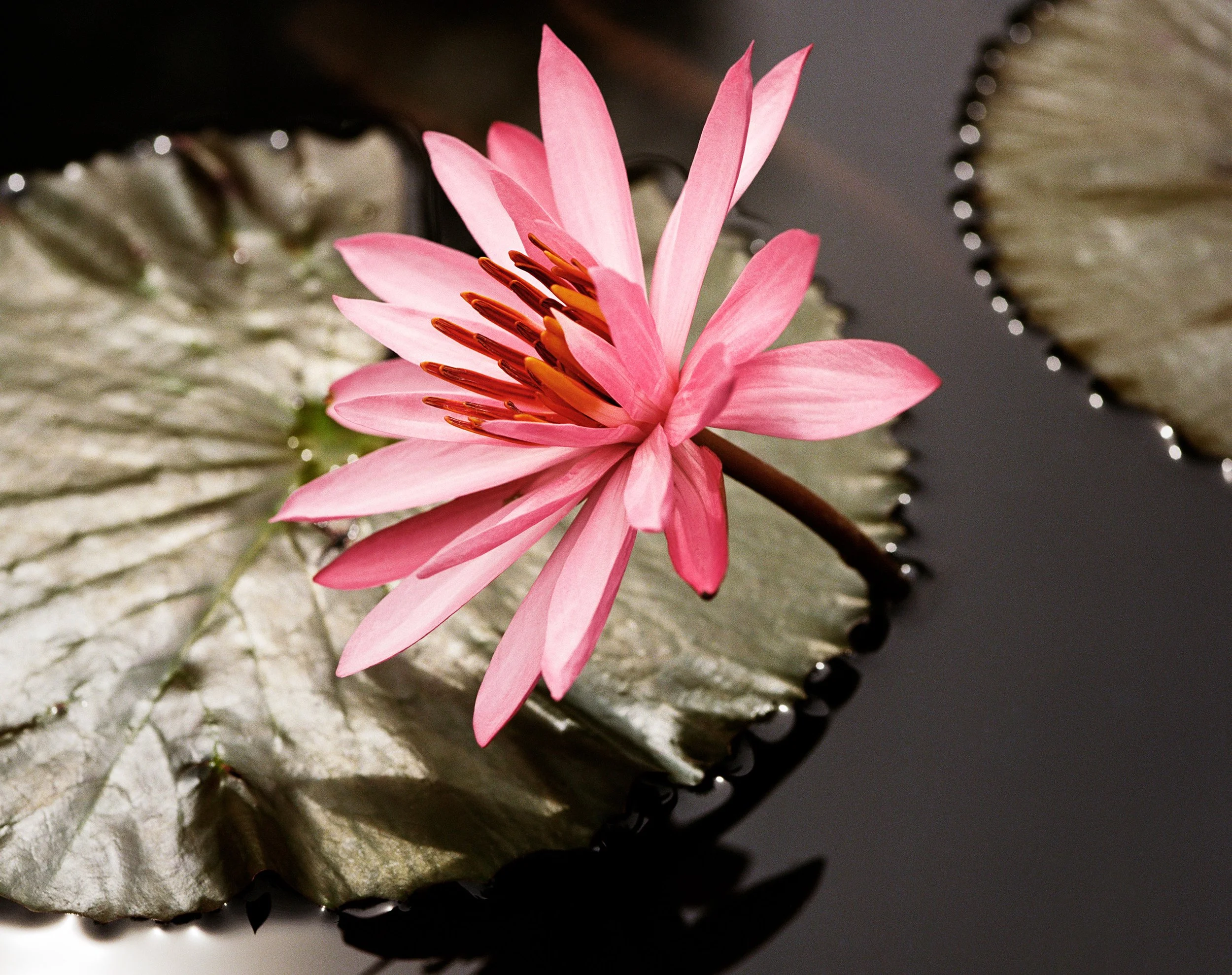 PINK WATERLILLY Central Java, Indonesia 2008