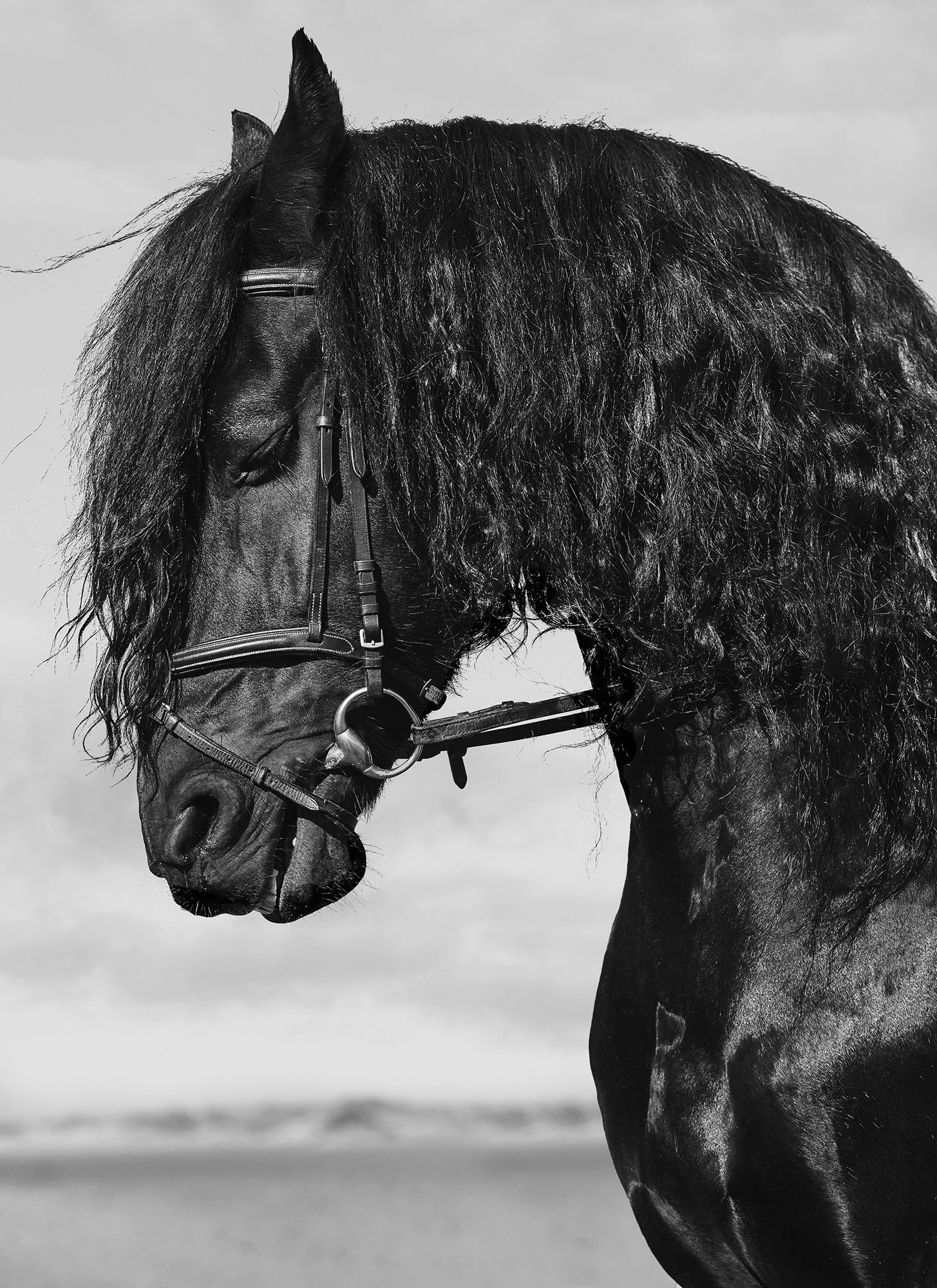 PROFILE OF ZORRO Holkham, England 2018
