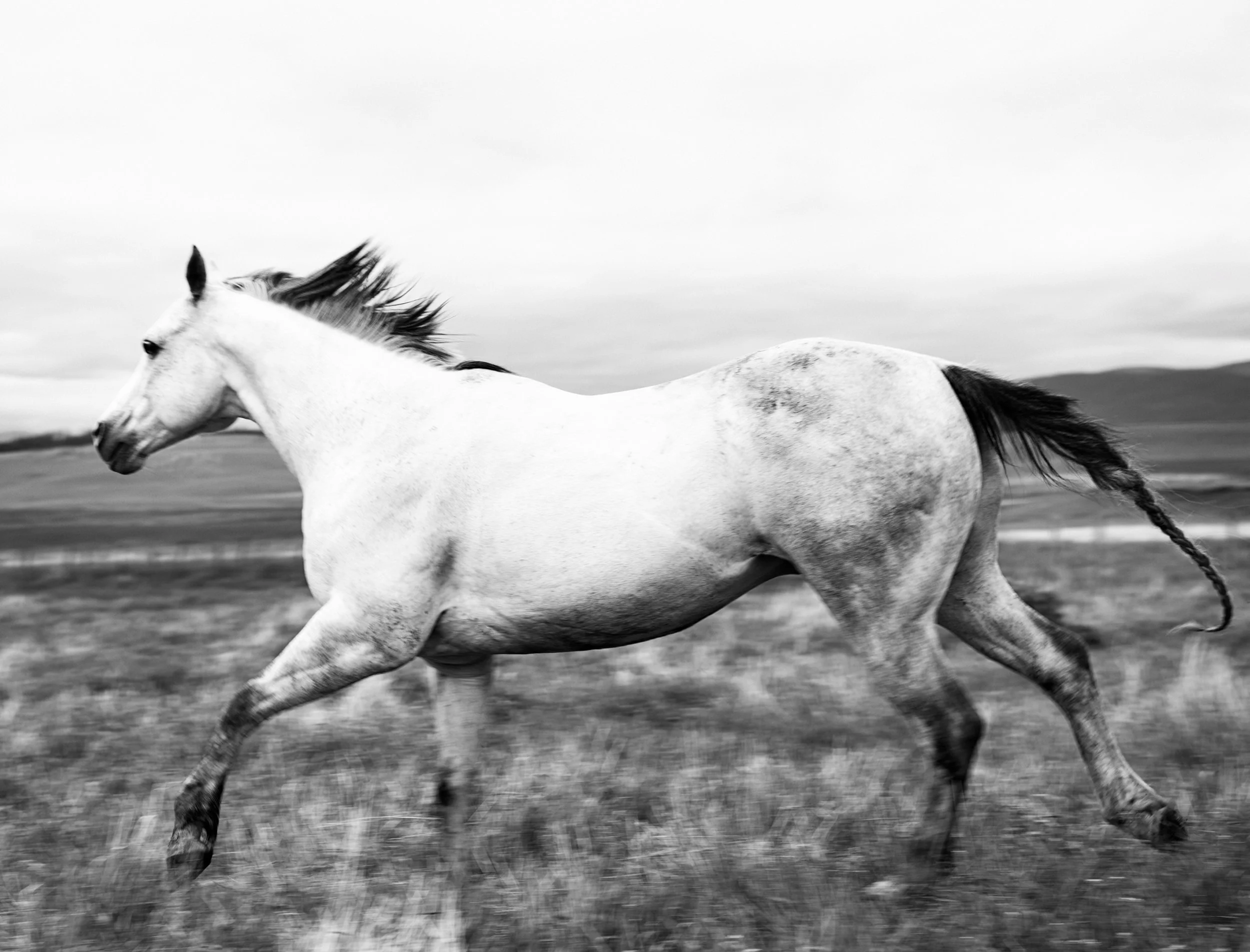 WHITE HORSE RUNNING Montana 2012