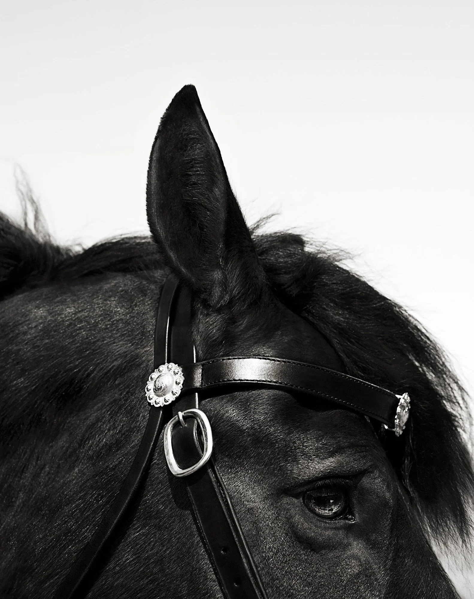 BLACK HORSE BRIDLE II Harriman, NY 2009
