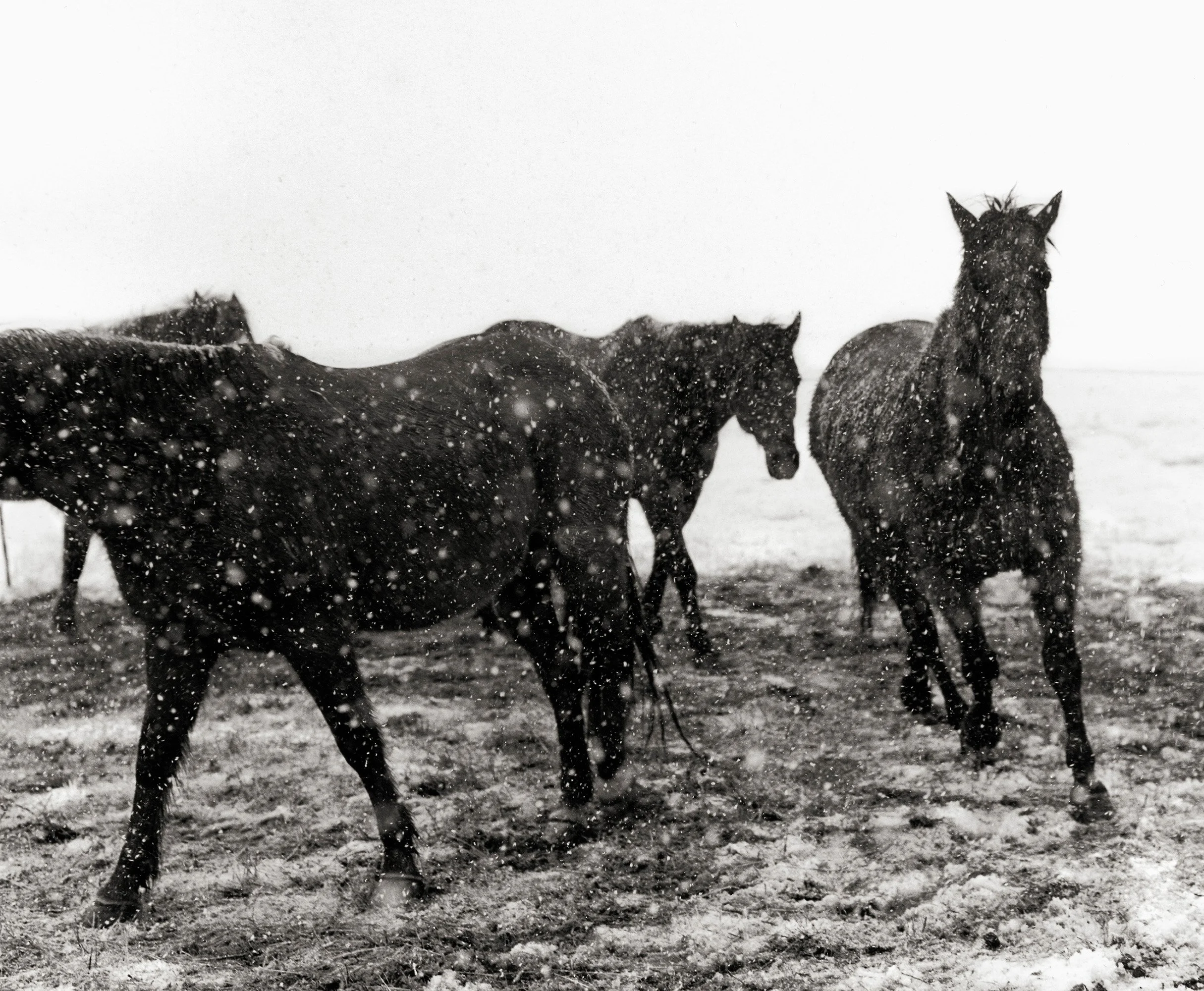 HORSES IN THE SNOW IV Montana 1999