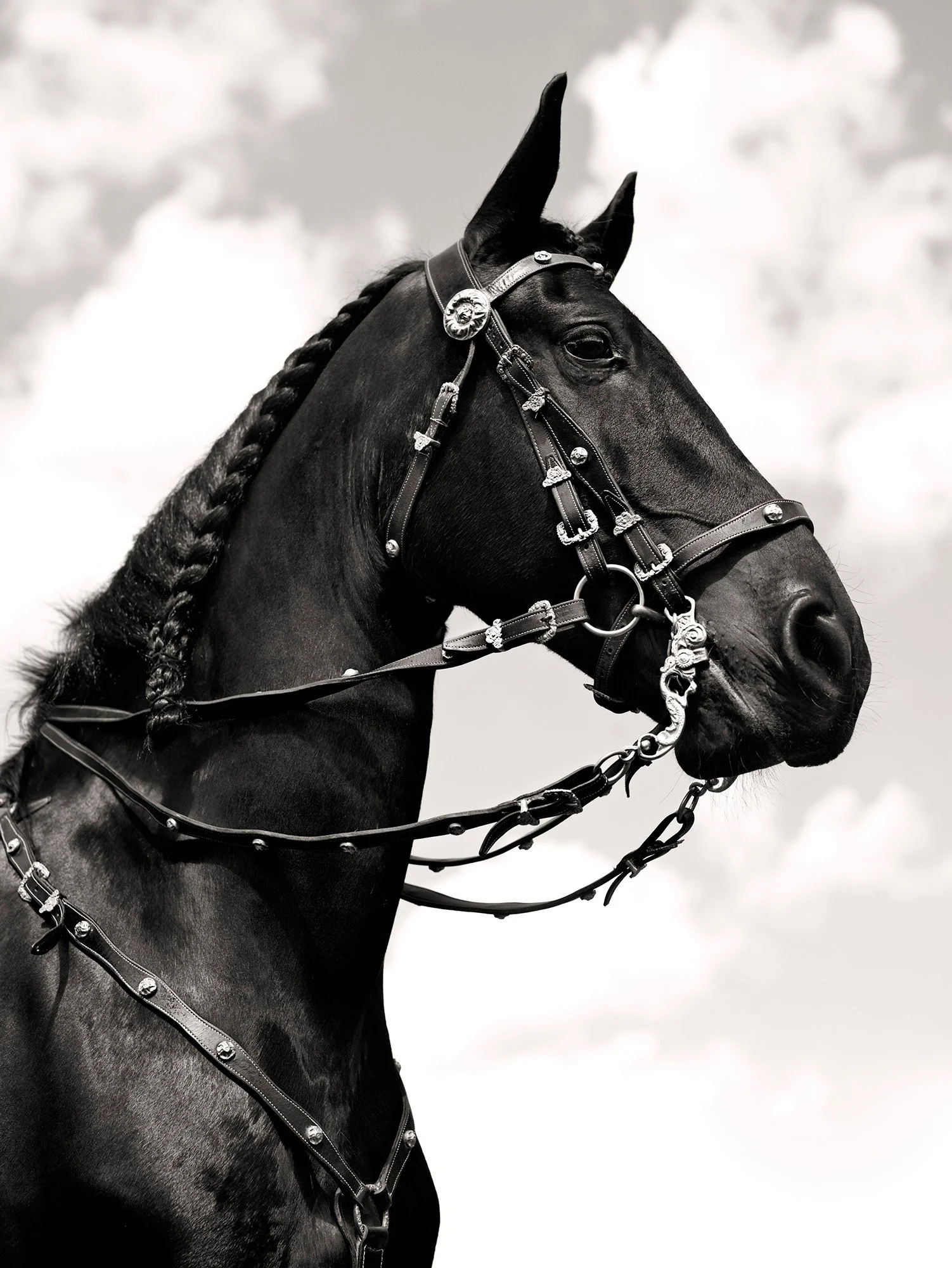 HORSE WITH BRAIDED MANE Harriman, NY 2009