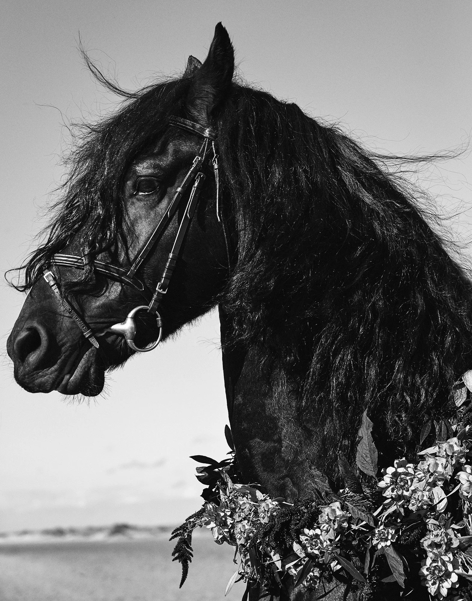 ZORRO WITH GARLAND Holkham, England 2018