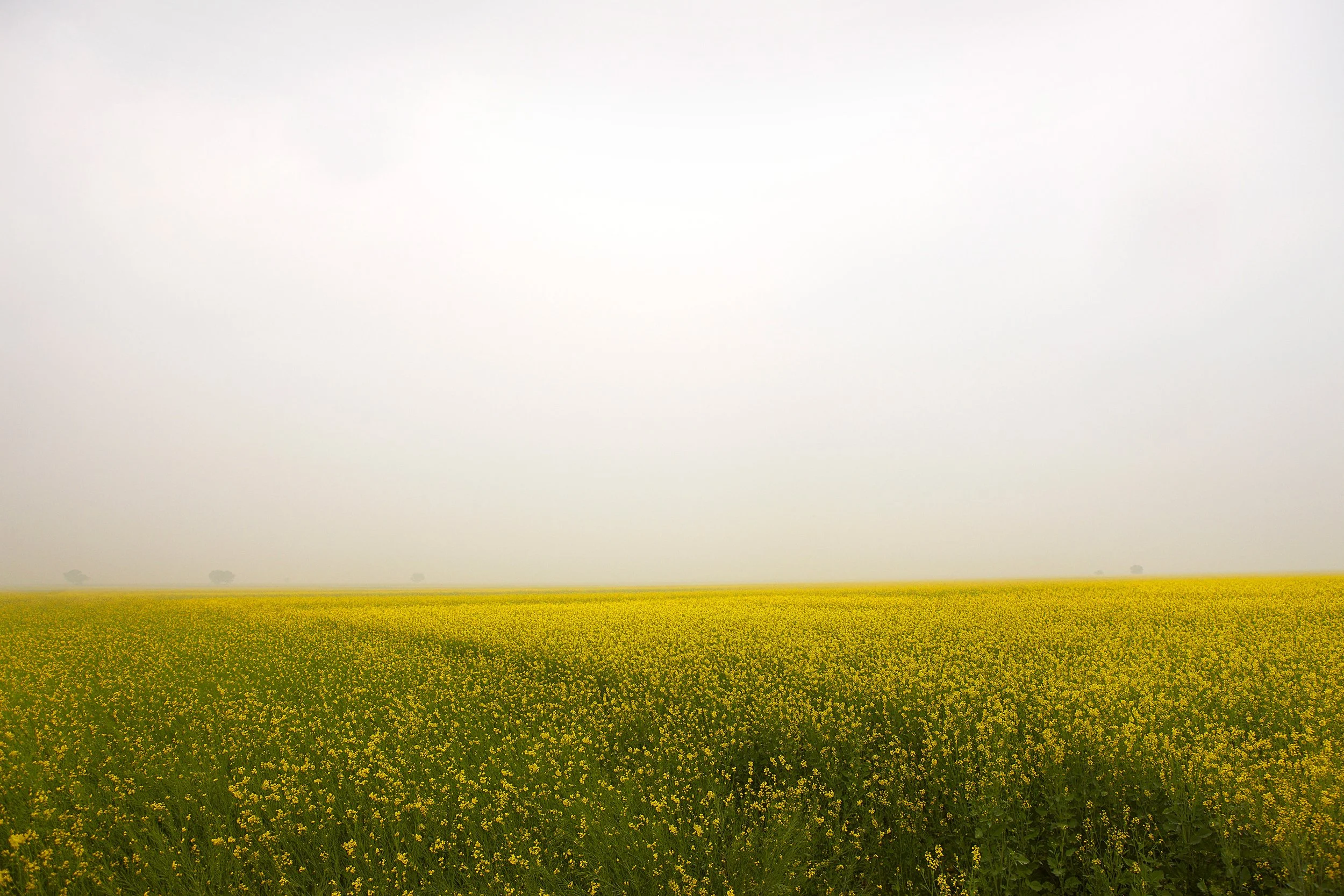 FIELD OF MUSTARD Rajasthan, India 2010