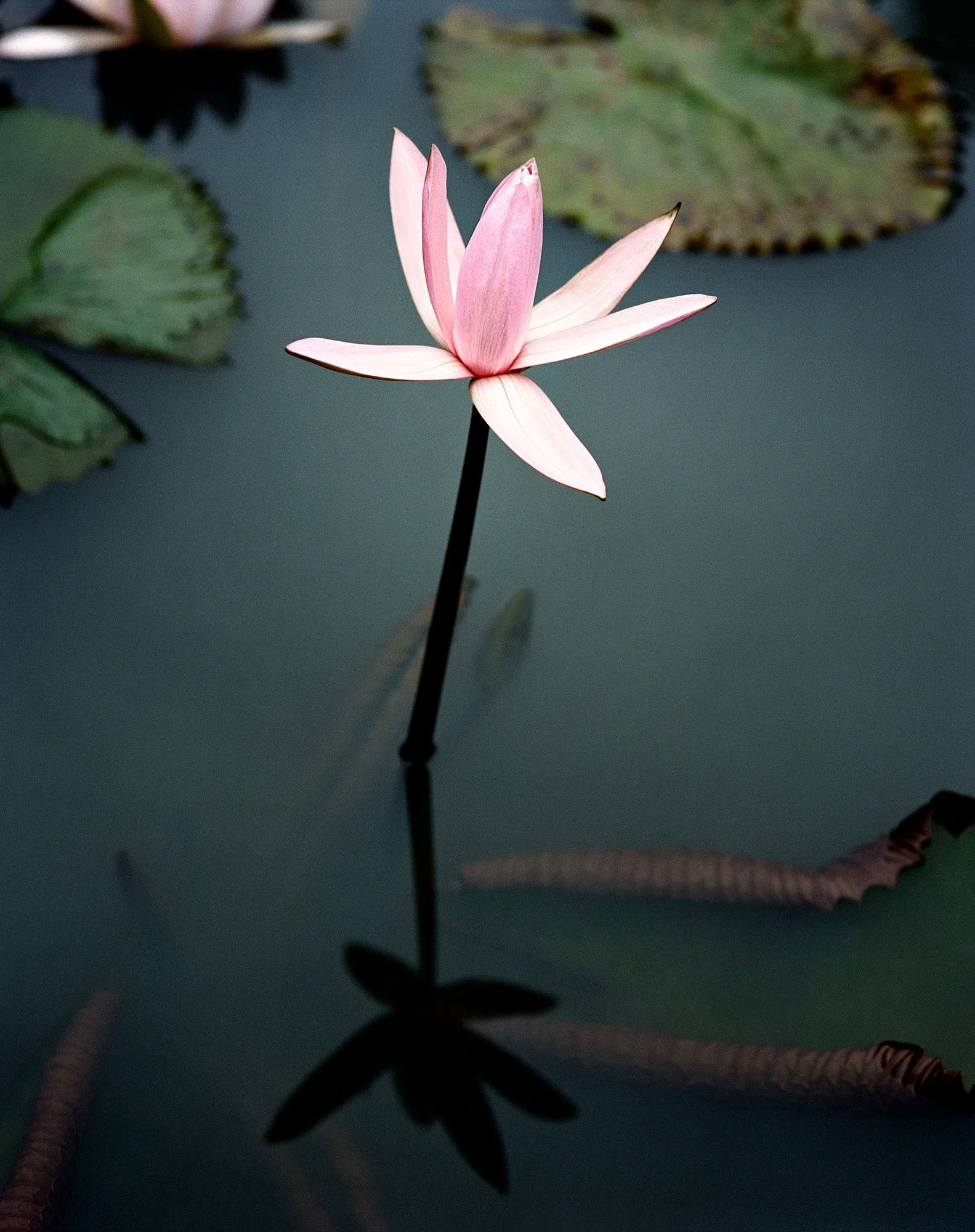 PINK WATERLILLY III Central  Java, Indonesia 2008