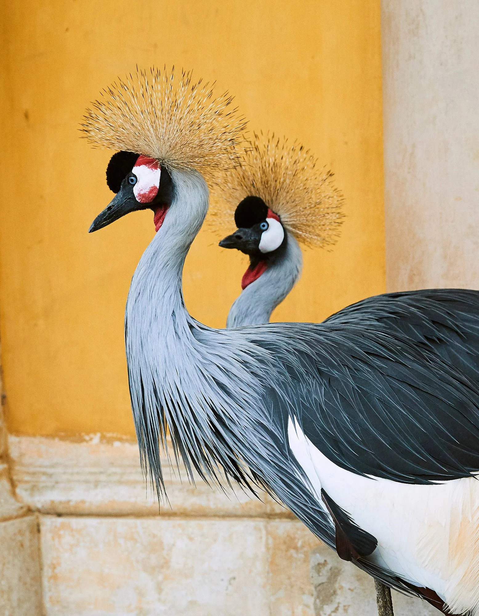 TWO GREY CROWNED CRANE England 2018