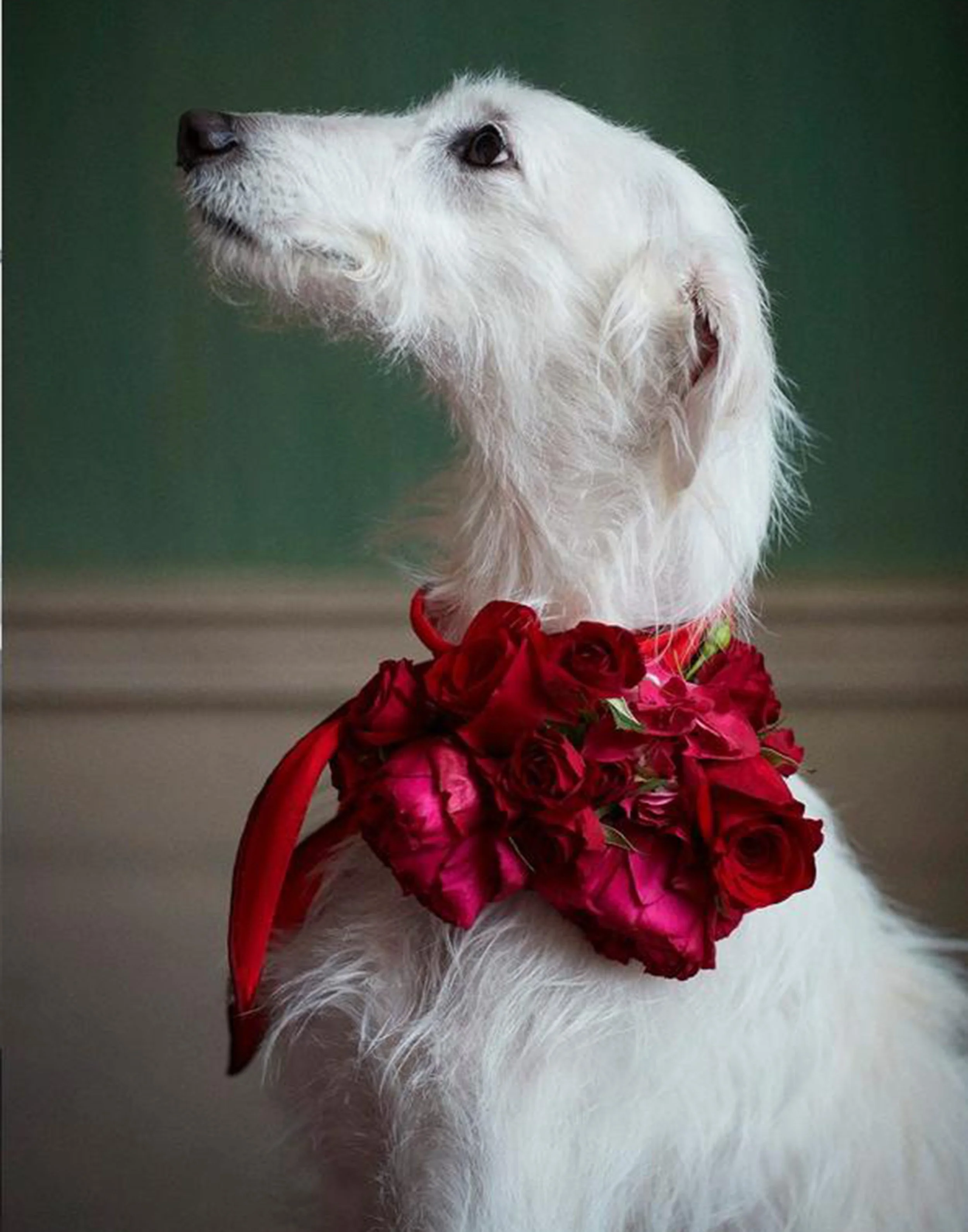 DOG WITH GARLAND London, England 2019