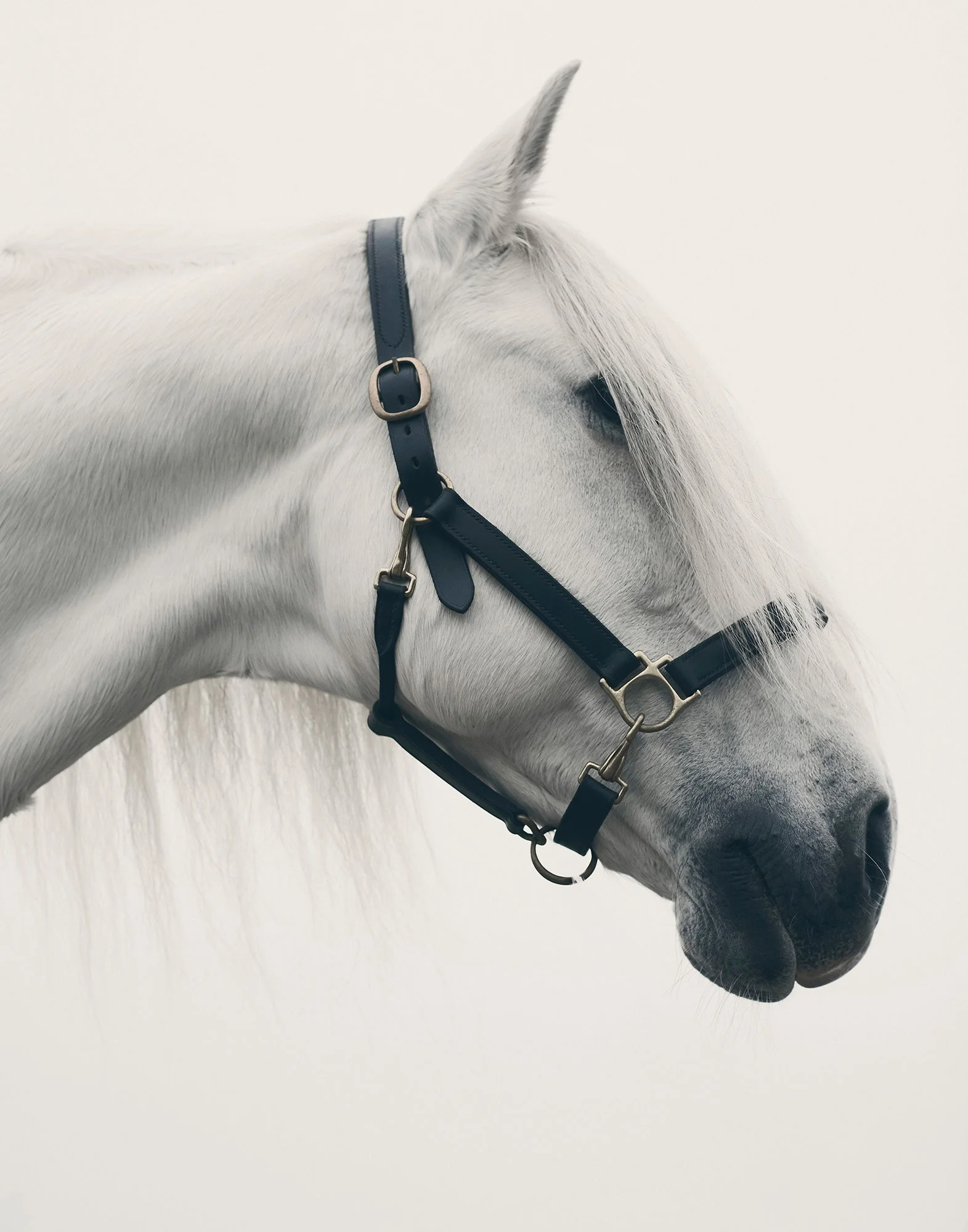 PROFILE WHITE HORSE WITH REINS Goodwood, England 2016