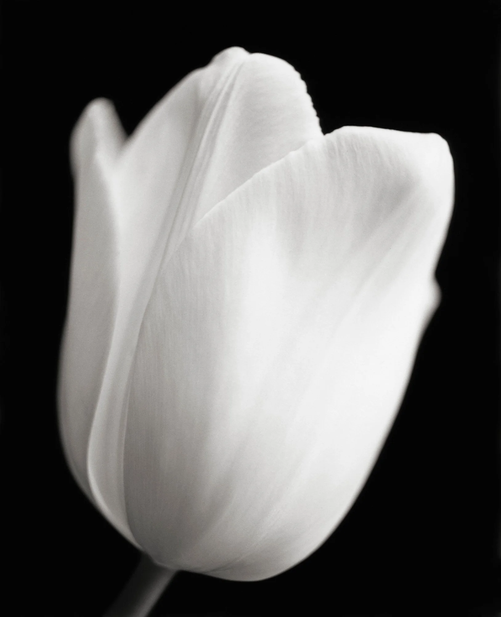 TULIP III New York 1998