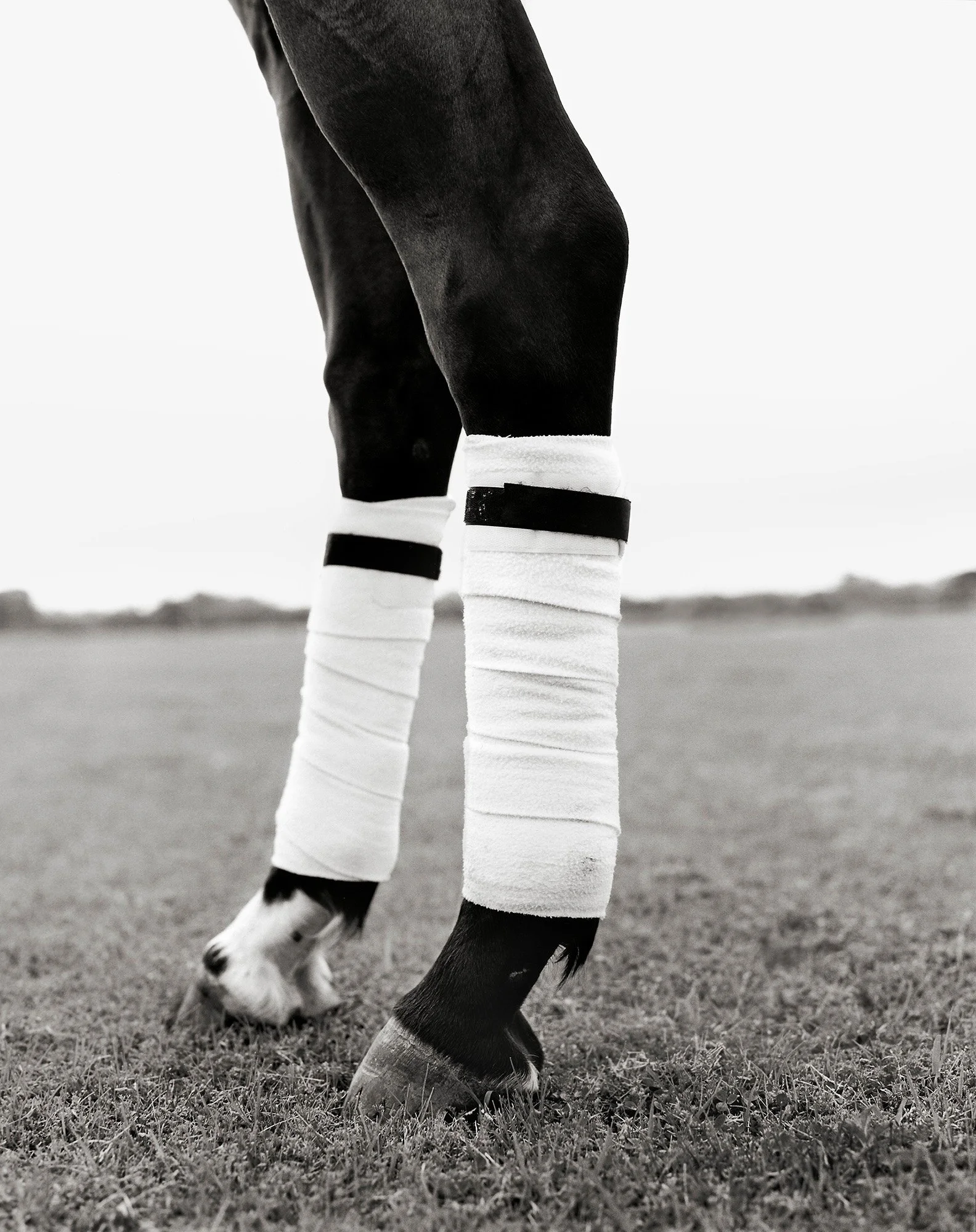 POLO HORSE FEET Buenos Aires, Argentina 2006