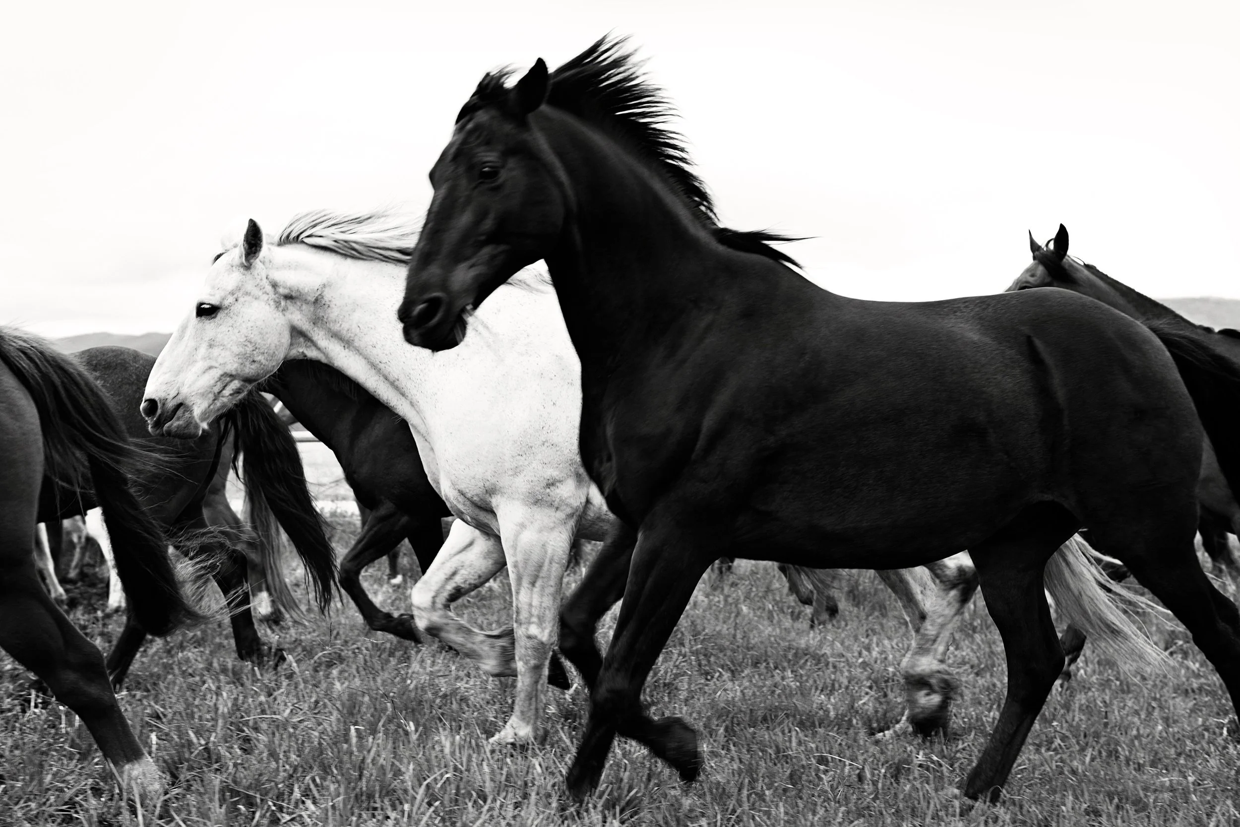 HORSES RUNNING Montana 2012
