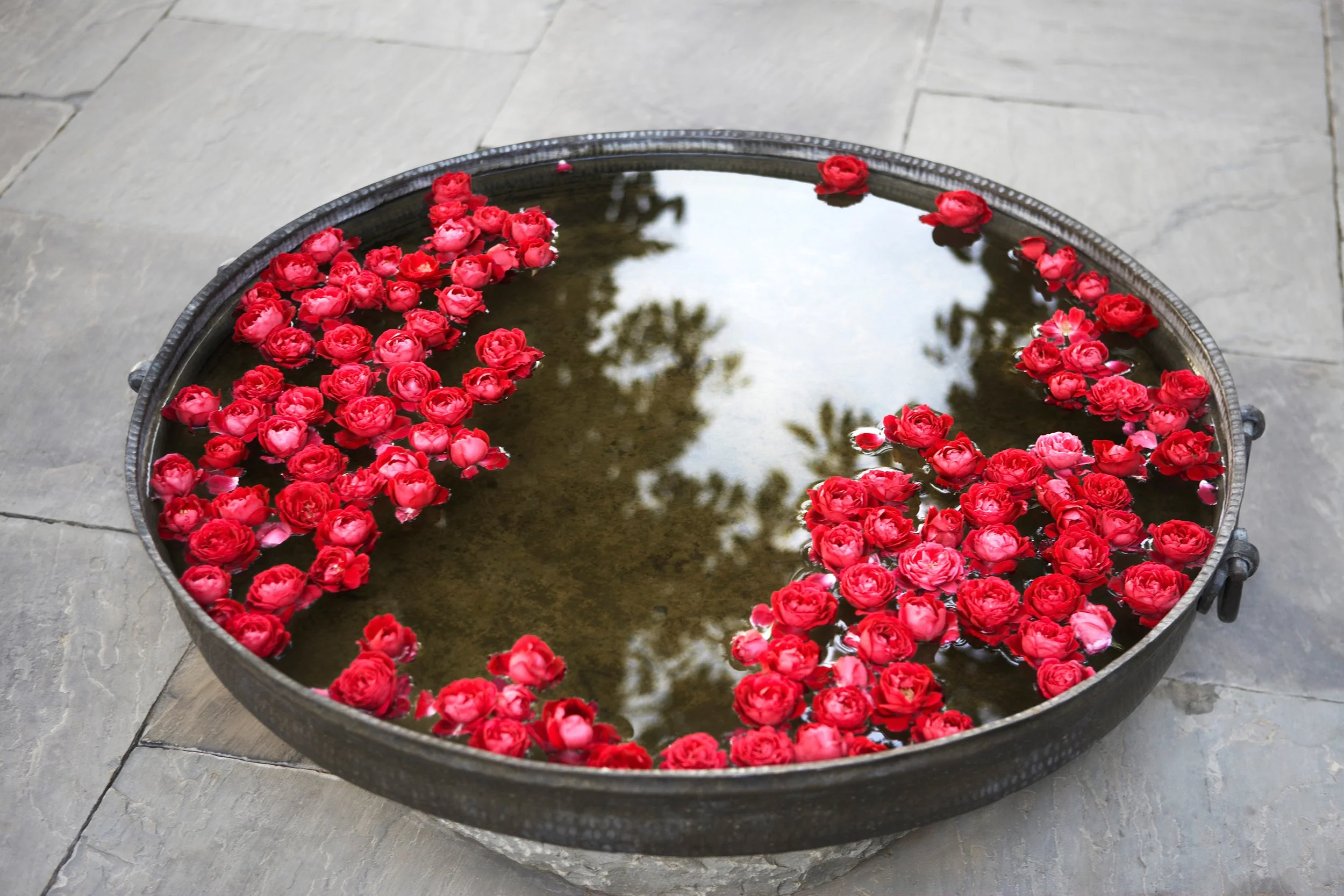 ROSES IN WATER Rajasthan, India 2010