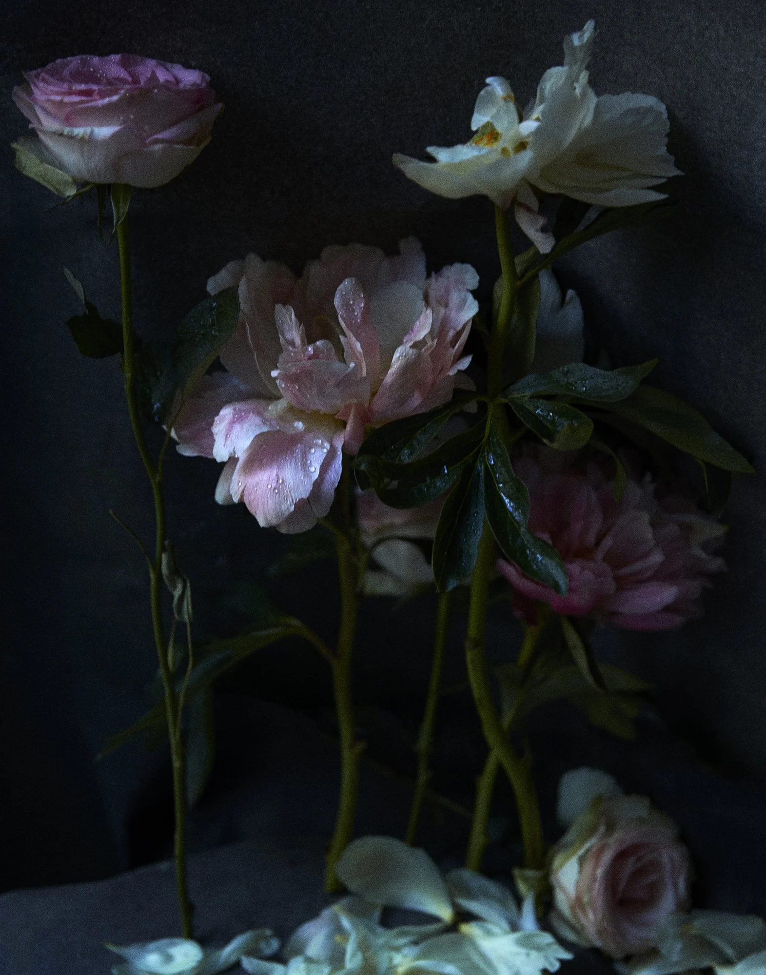 QUARANTINE FLOWERS PEONIES II London, England 2020