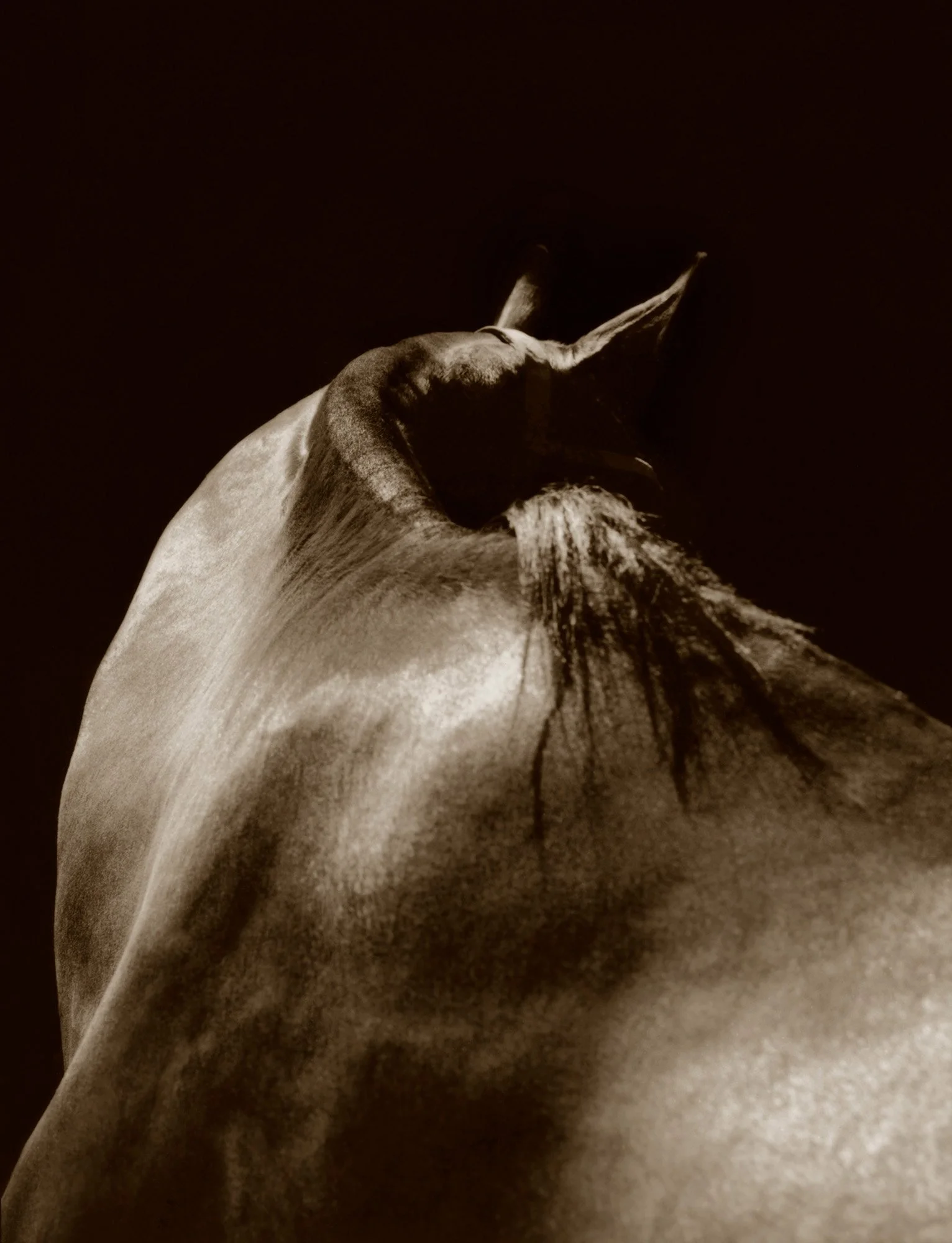POLO HORSE BACK Buenos Aires, Argentina 2008