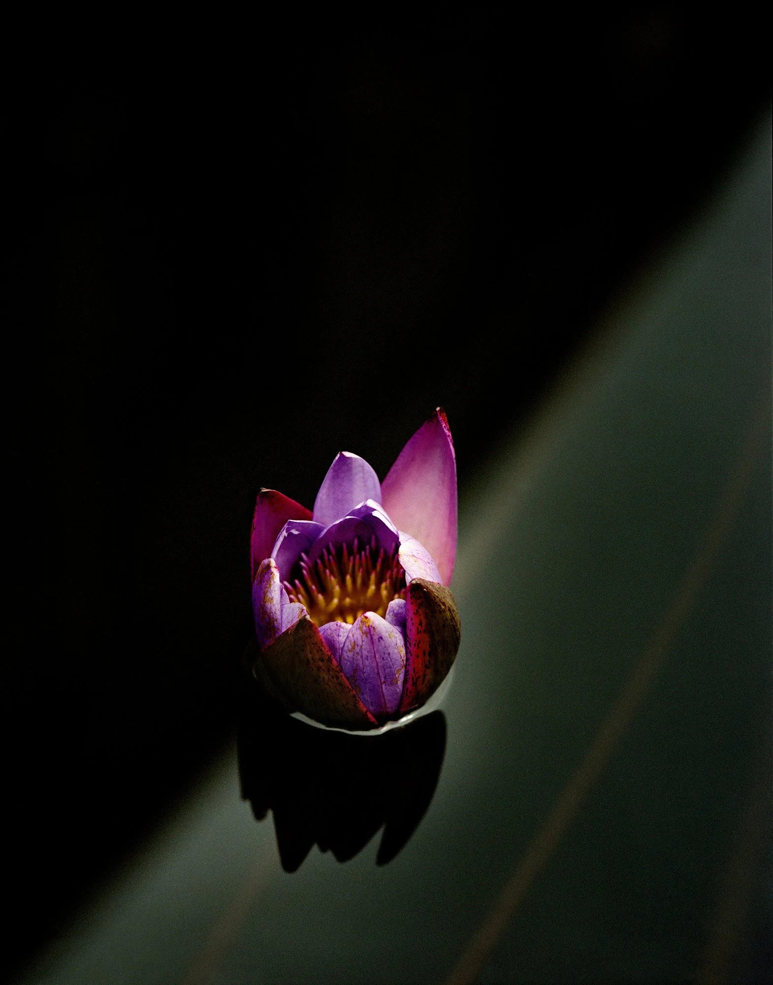 PURPLE LOTUS Central Java, Indonesia 2008