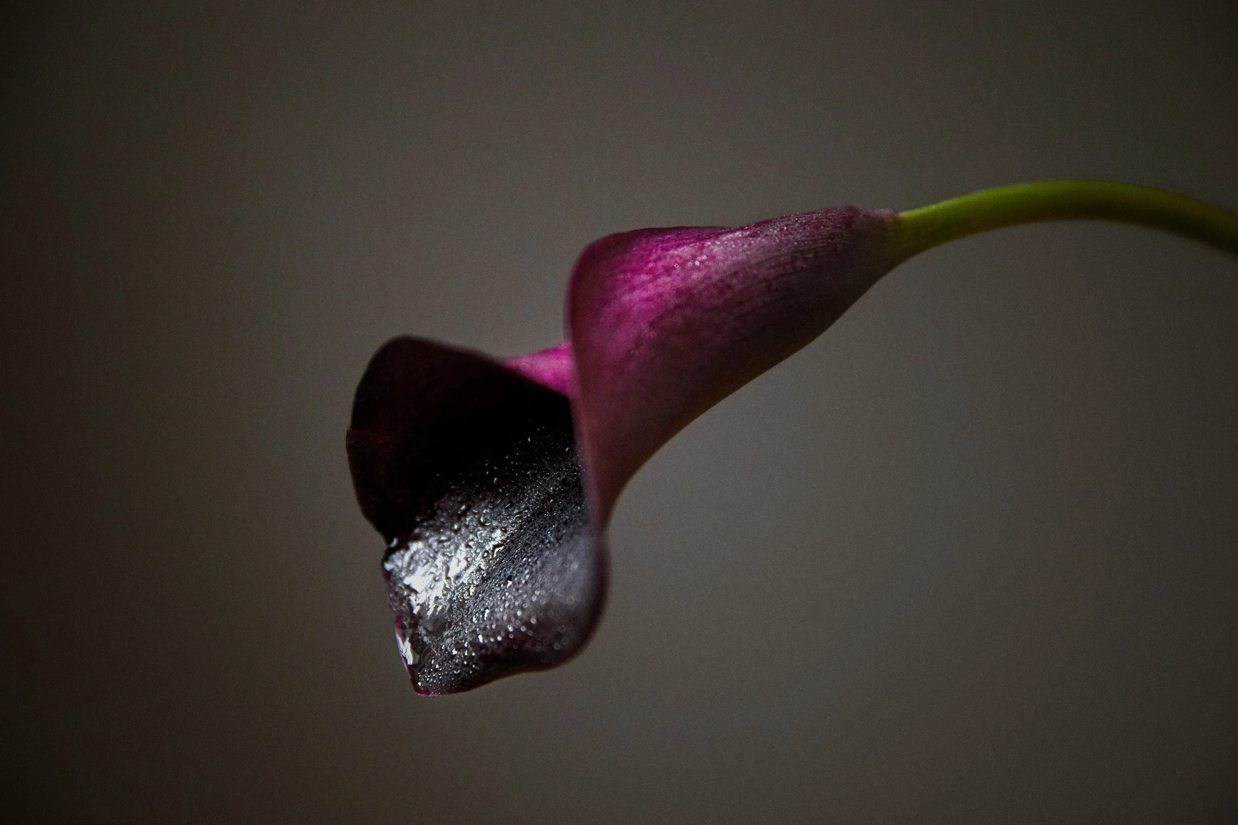 PURPLE CALLA LILY New York 2017
