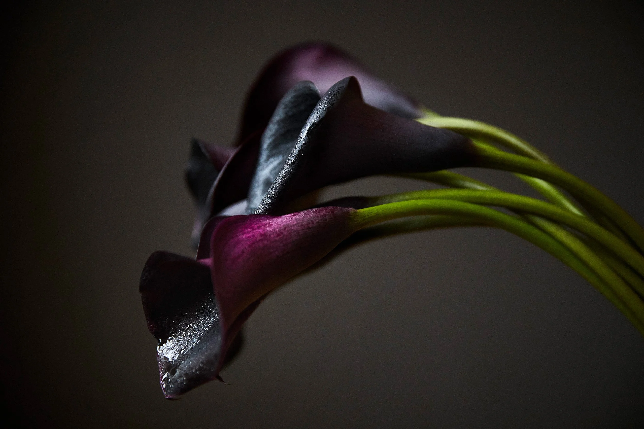 BUNCH OF CALLA LILLIES New York 2017