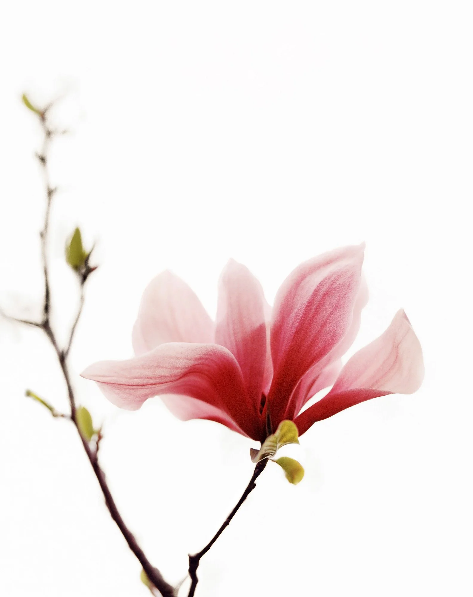 MAGNOLIA II Somers, New York 2007