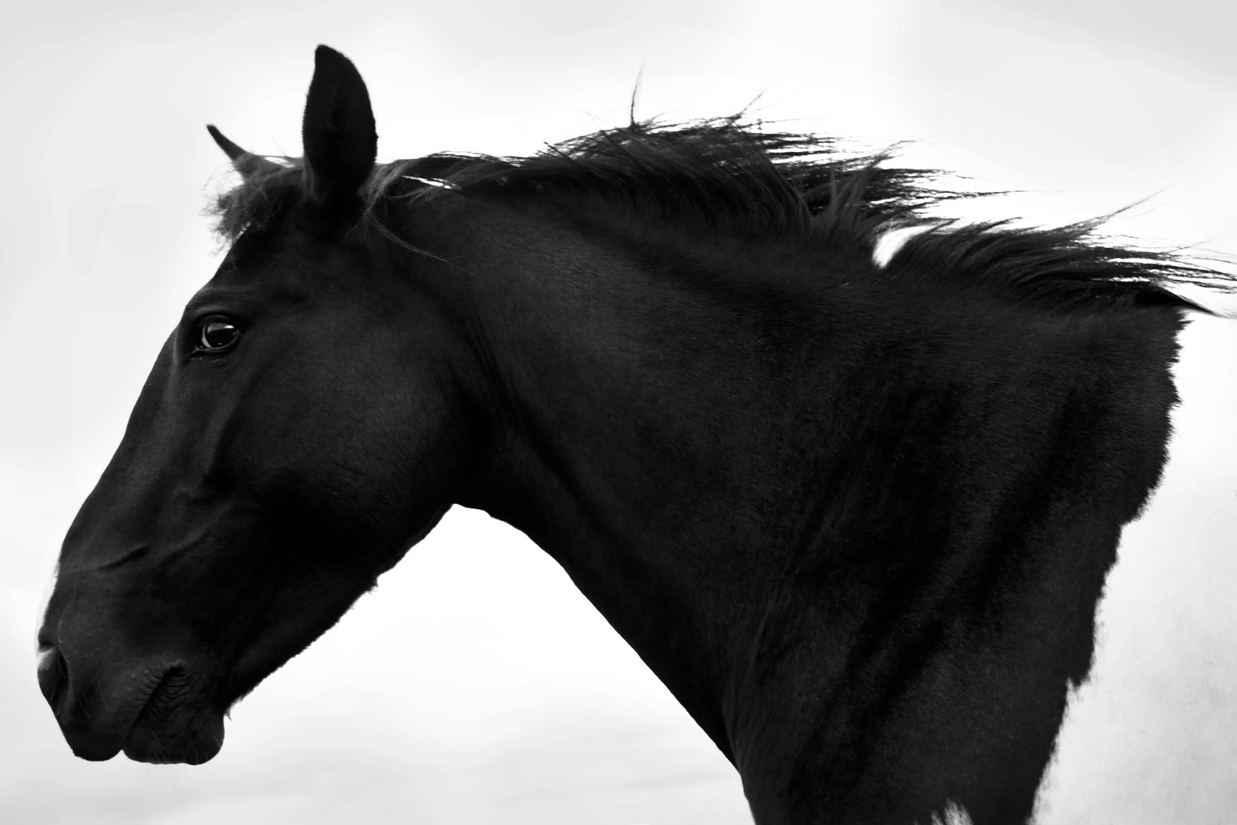 BLACK HORSE PROFILE Montana 2012