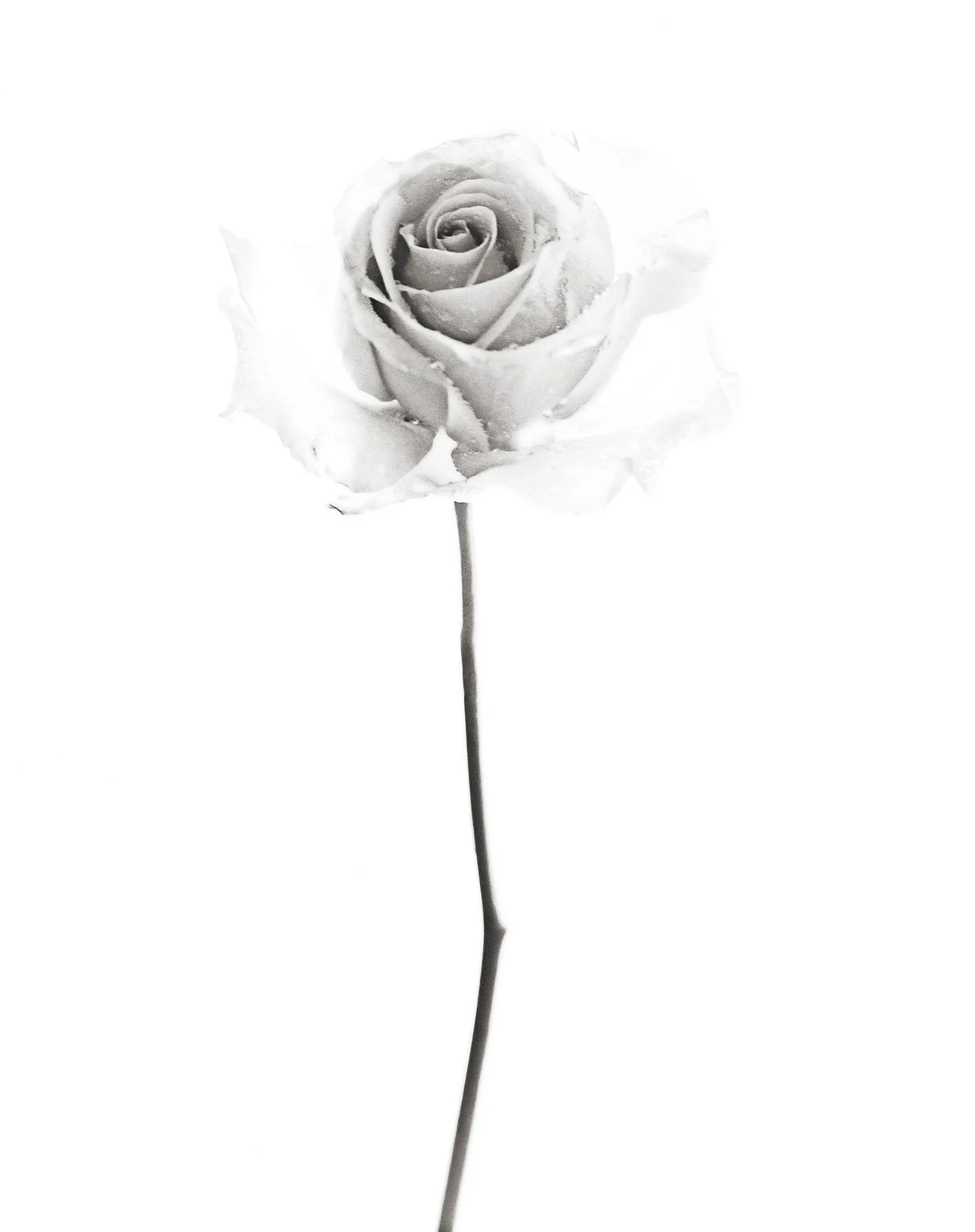 ROSE XVIII New York 2008