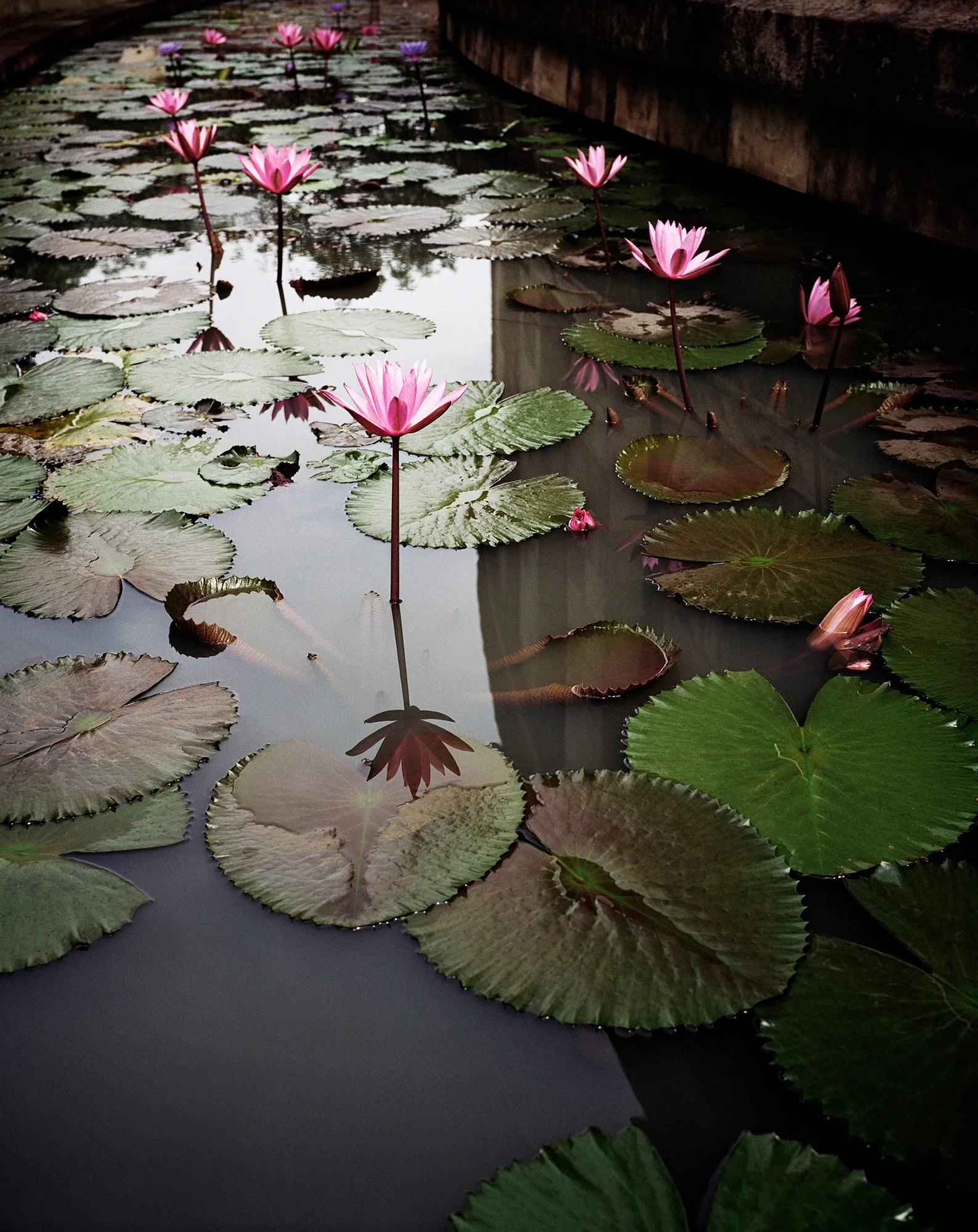 LILY POND IN DAY Central Java, Indonesia 2008