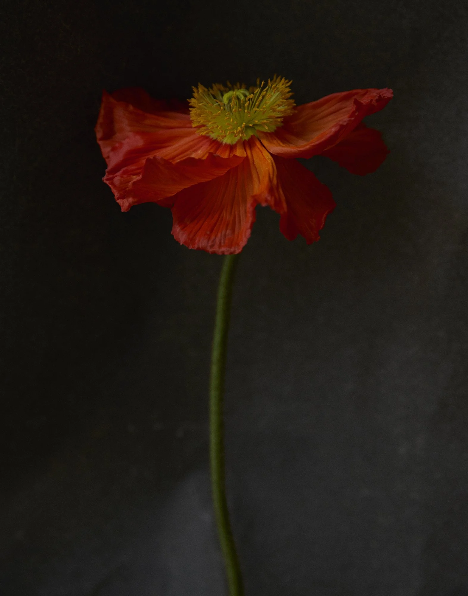 QUARANTINE FLOWERS 2 I London, England 2021